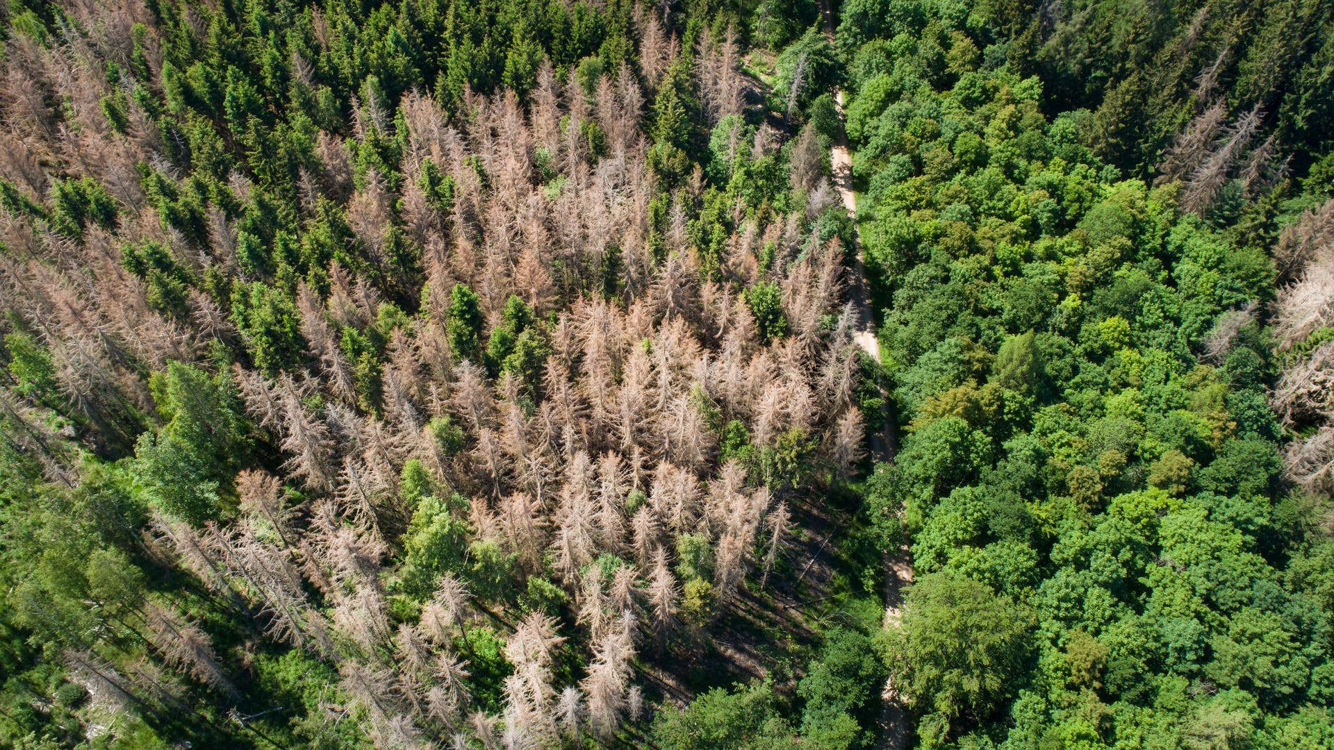 Baumsterben in mitteleuropäischen Wäldern