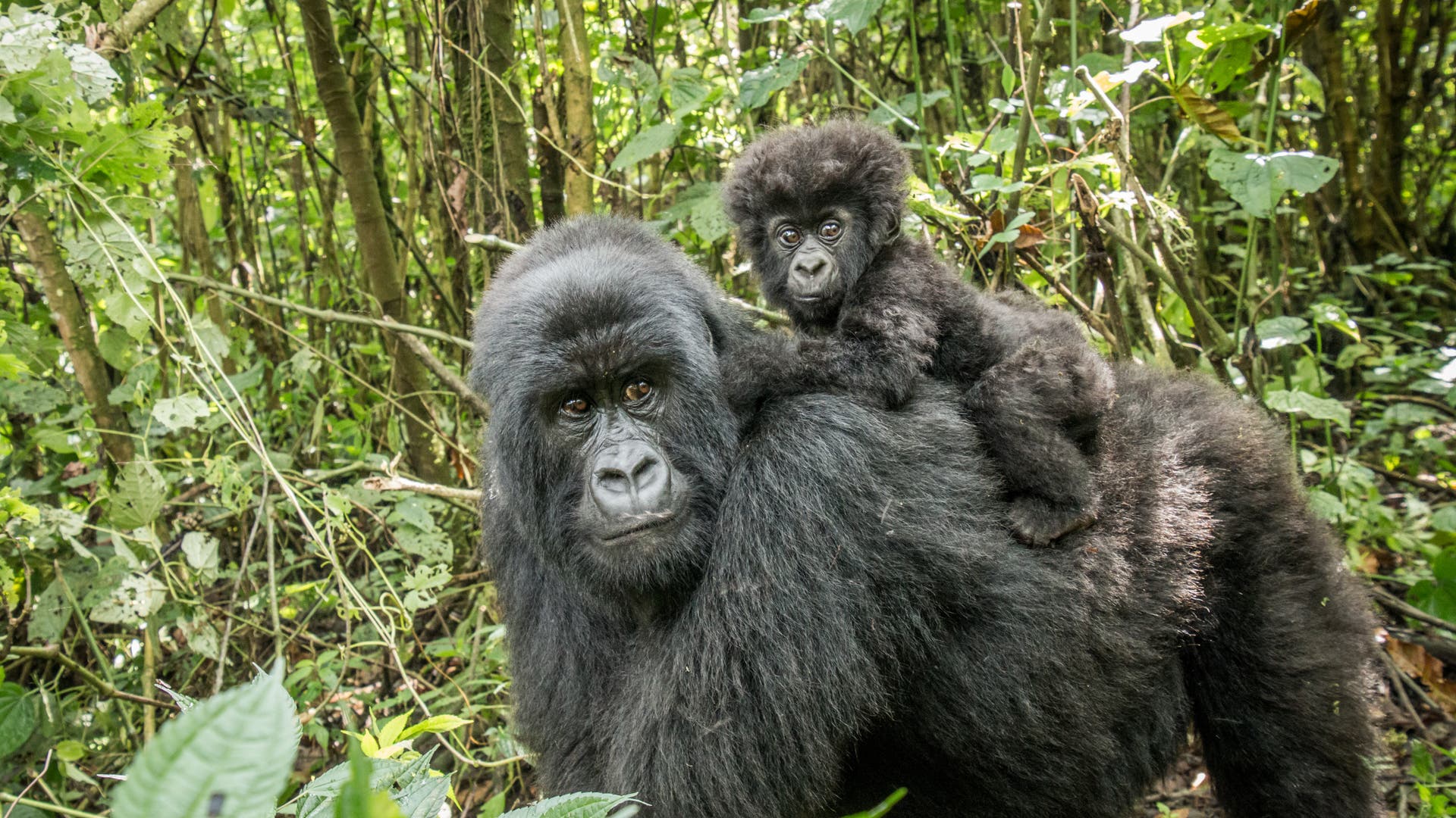 naturschutz-berggorillas-vermehren-sich-erfreulich-spektrum-der