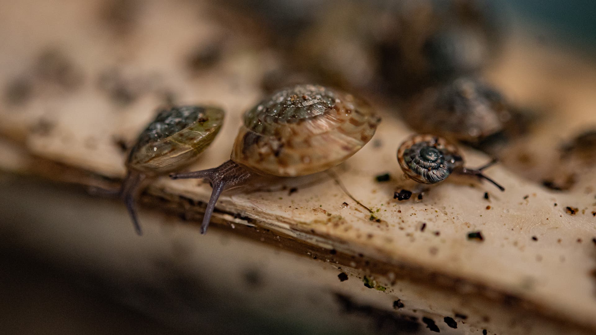 Snail survived extinction behind an ice cream parlor