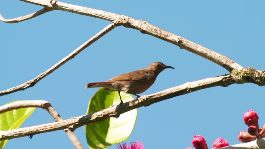 Verschollene-Arten-Erstes-Foto-einer-Vogelart-nach-fast-100-Jahren