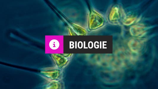 Biologie - Spektrum Der Wissenschaft