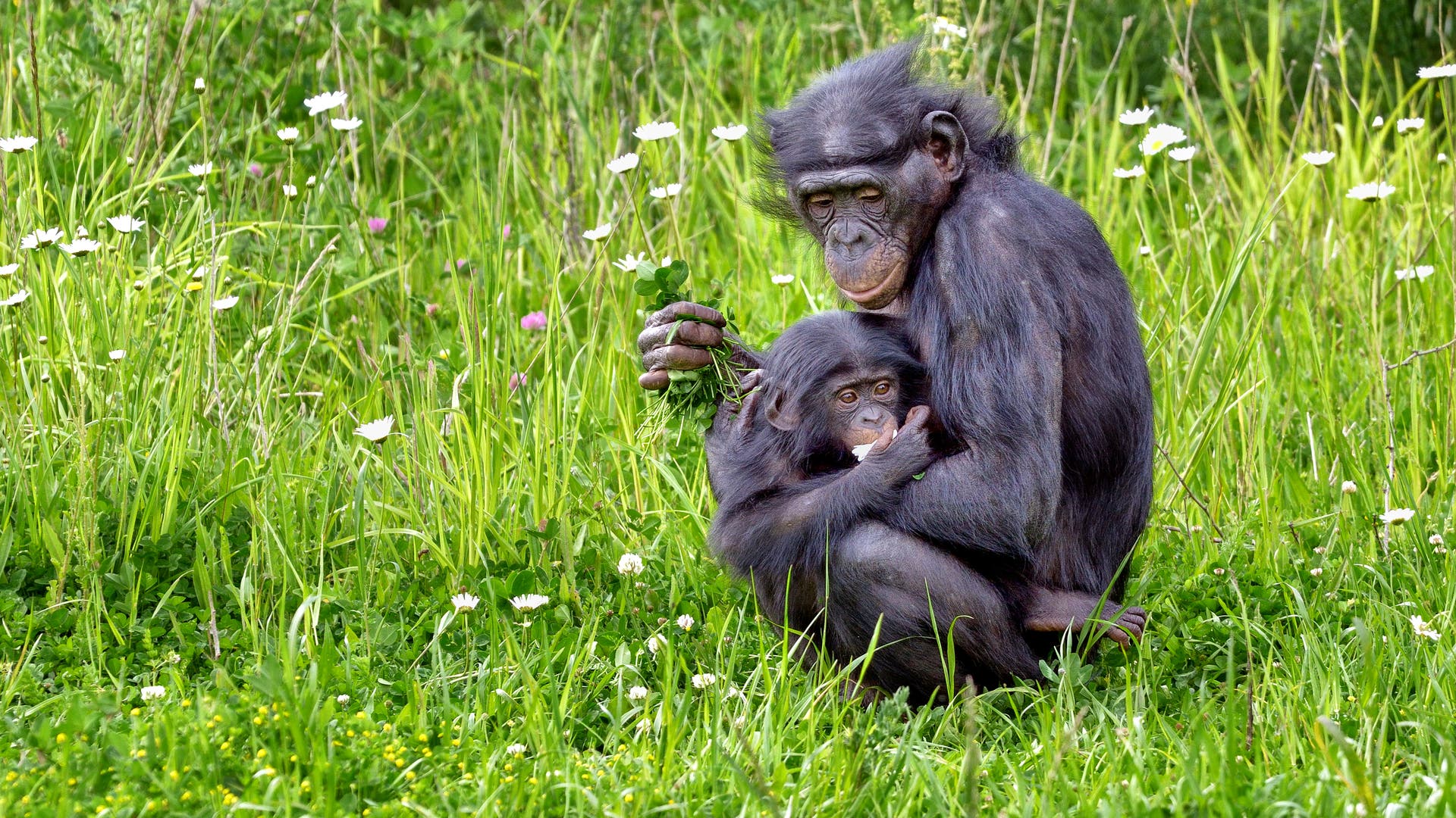 Bonobos pflegen ein intensives Miteinander