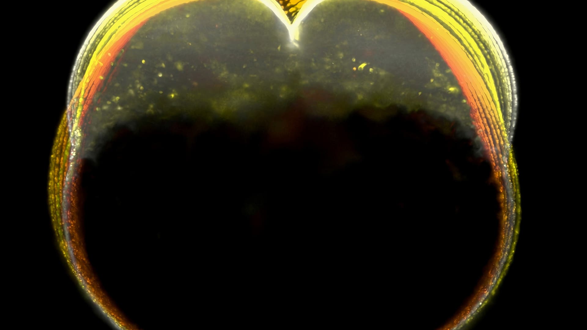 Bilder-der-Woche-Neuer-Mechanismus-der-Zellteilung-entdeckt