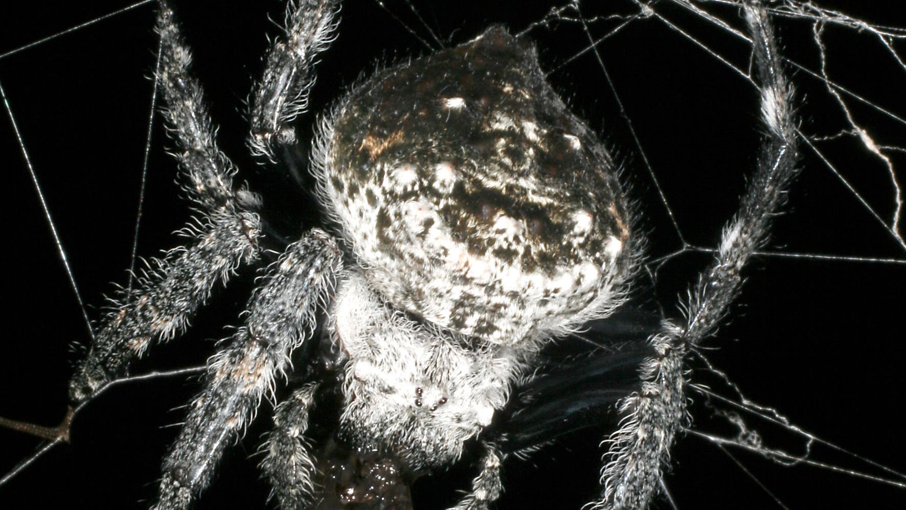 Die Spinne mit dem Monsternetz
