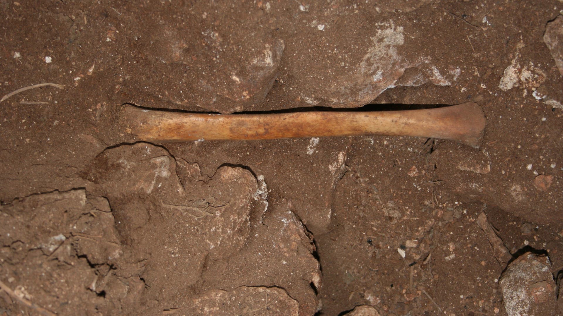Neolithicum: zijn deze menselijke botten het bewijs van kannibalisme?