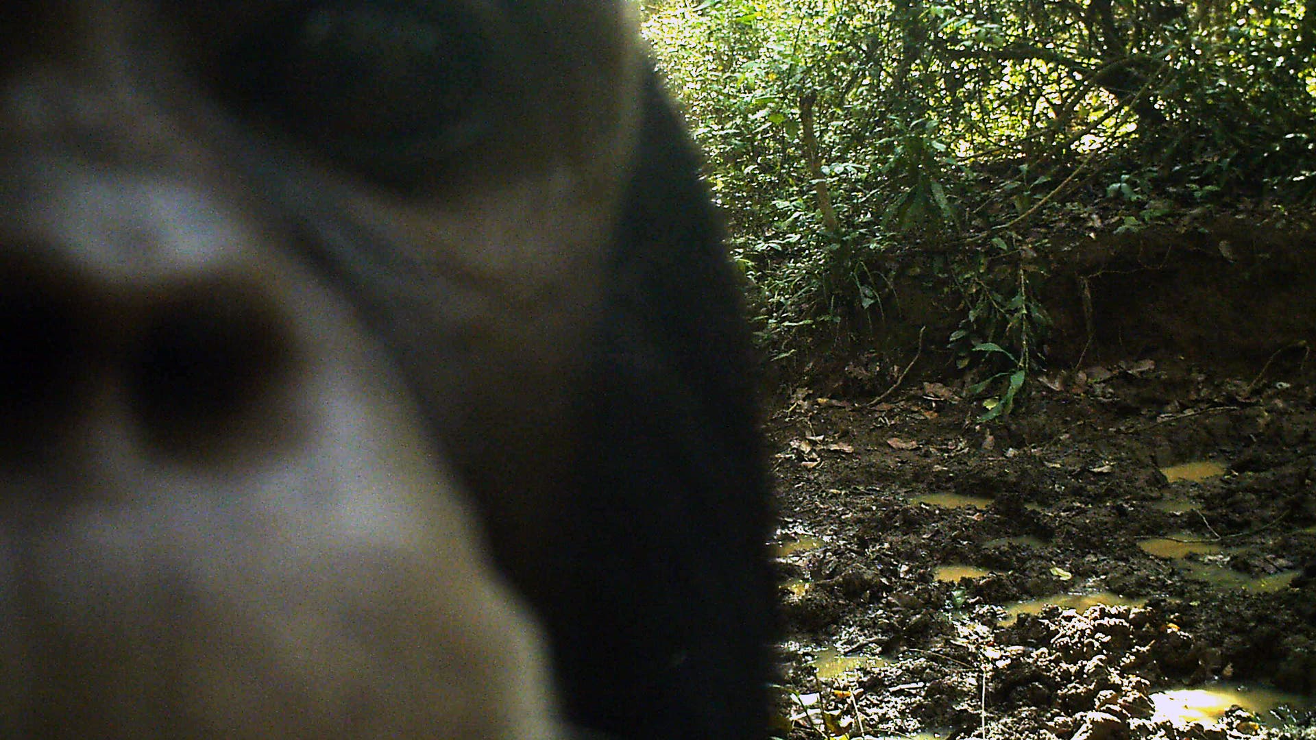 Schimpansen-Selfie