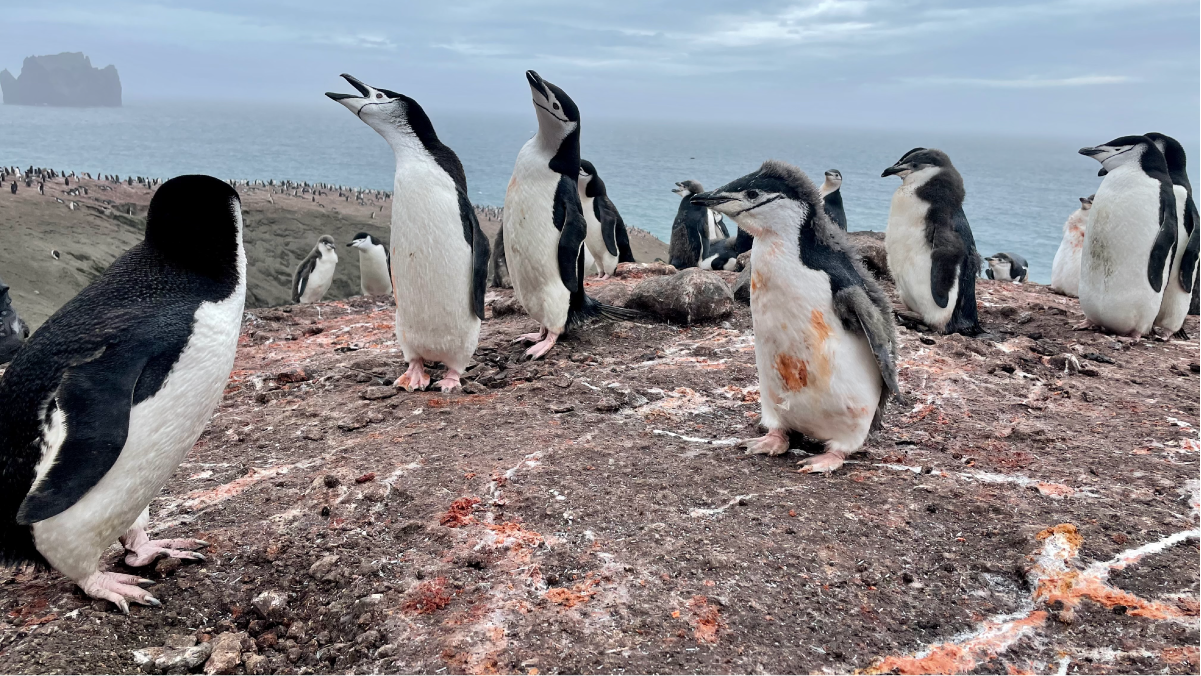 Wie Pinguin-Kacke dem Klima hilft - FREDA Magazin