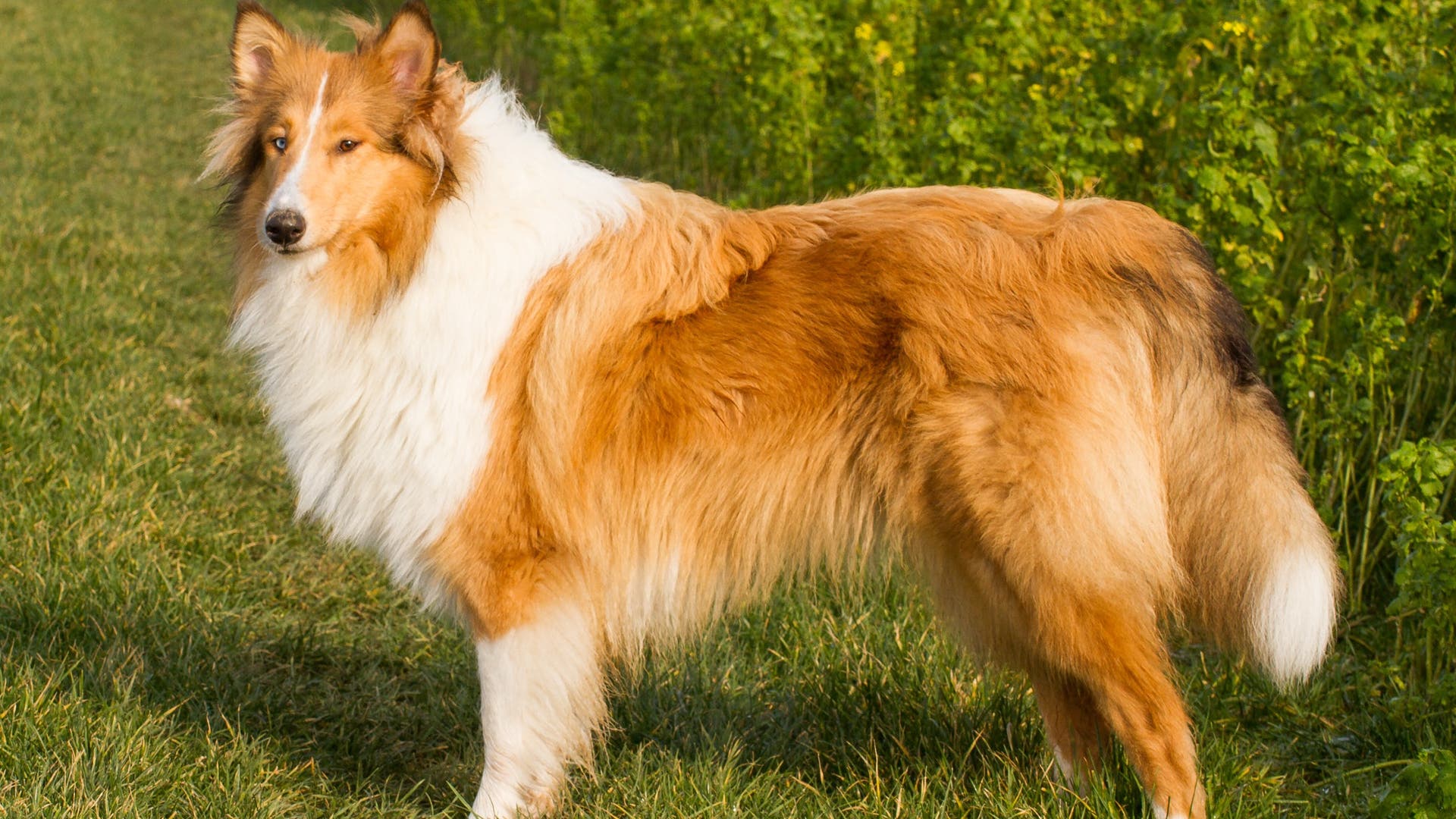 Filmhündin Lassie Collies beliebt Spektrum der Wissenschaft