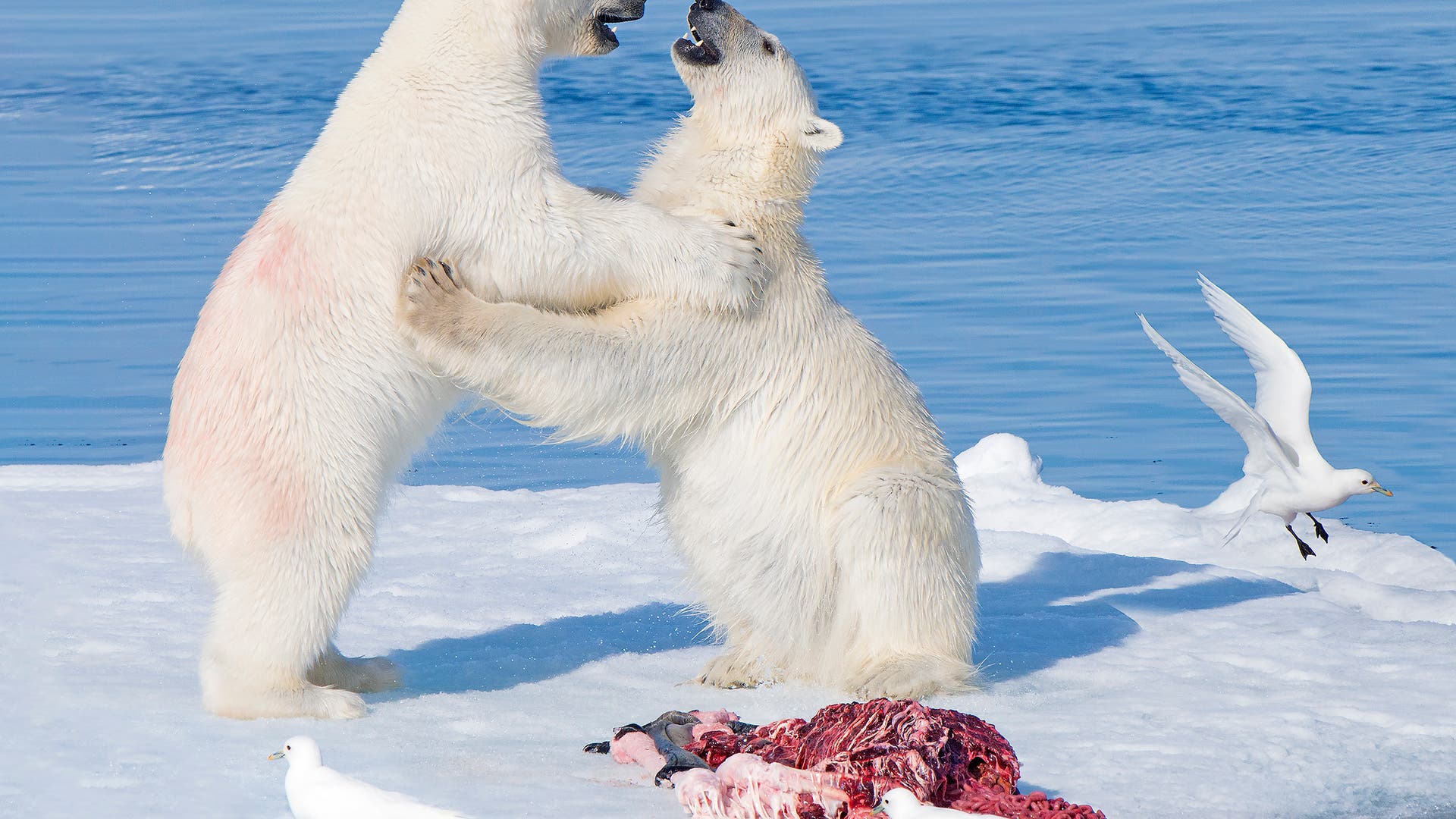 Zwei Eisbären stehen aufrecht auf einer Eisscholle und scheinen spielerisch miteinander zu ringen. Im Vordergrund liegt ein Tierkadaver, umgeben von drei weiße Elfenbeinmöwen, die fliegen oder auf dem Eis stehen. Der Hintergrund zeigt ruhiges blaues Wasser. Die Szene vermittelt eine natürliche Interaktion in der arktischen Wildnis.