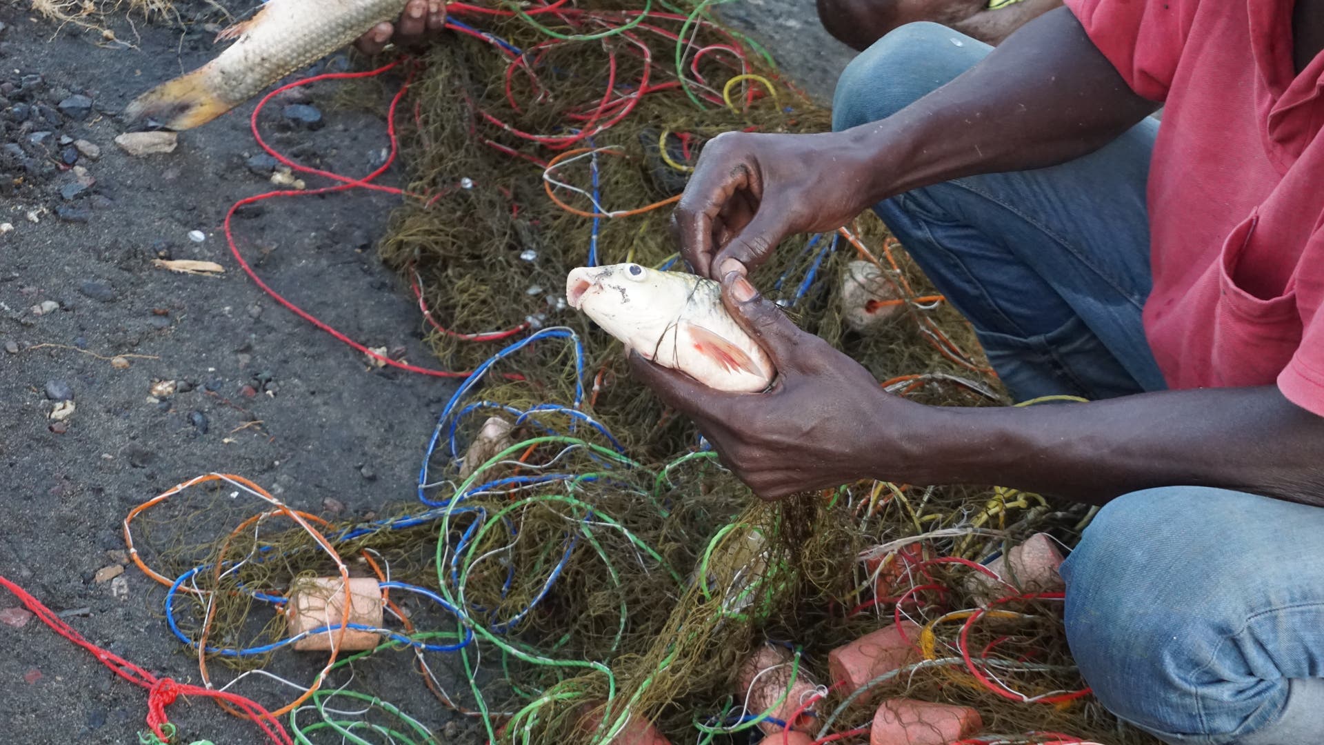 Ein Mann entwirrt einen Fisch aus einem Netz.