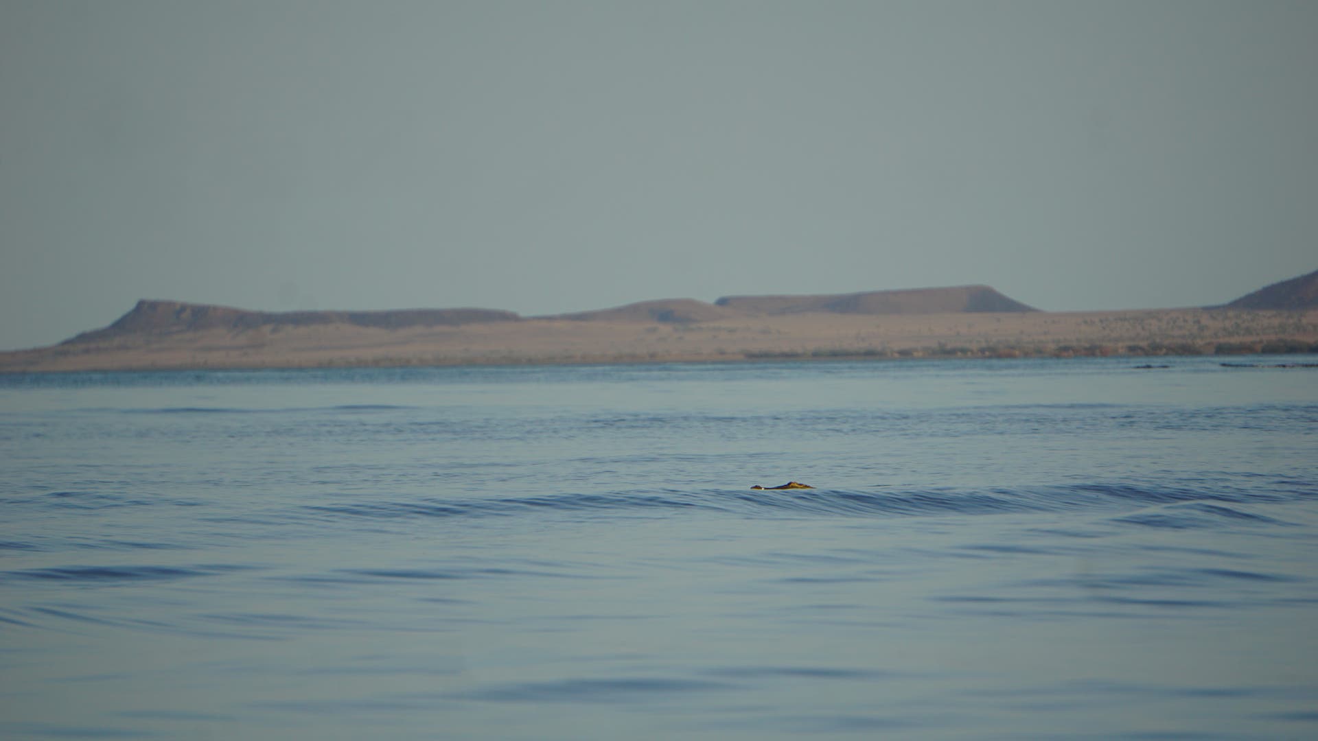 Der Kopf eines Krokodils schaut aus dem Wasser des Turkansees empor.