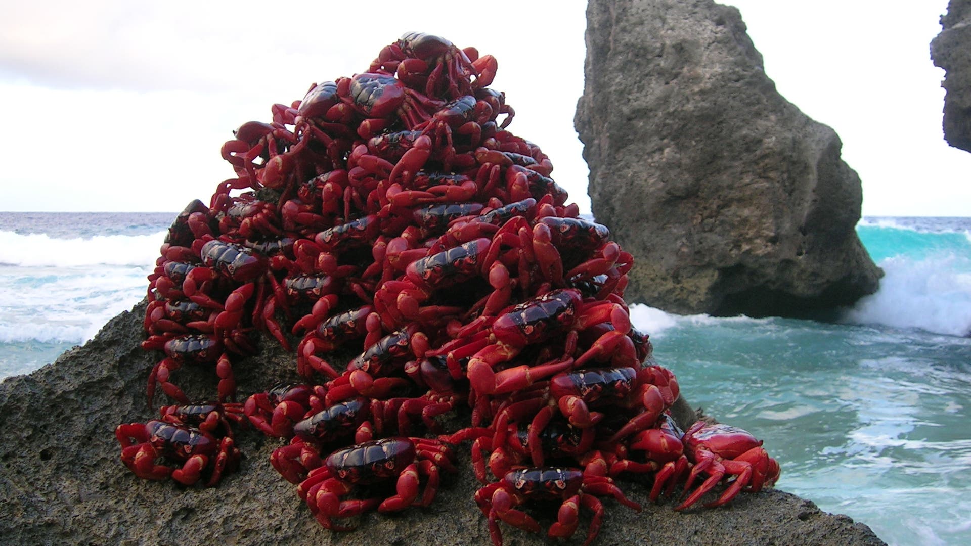 Im Ziel: Rote Krabbenmasse am Meer