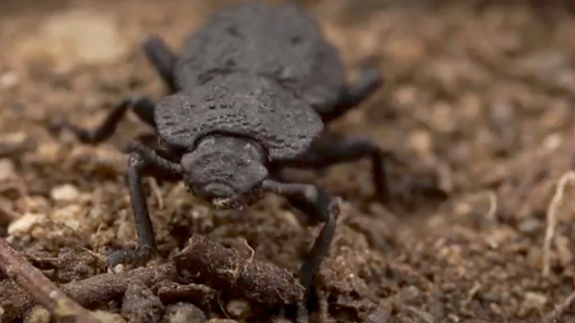 Welt der Physik: Nahezu unzerstörbare Käfer