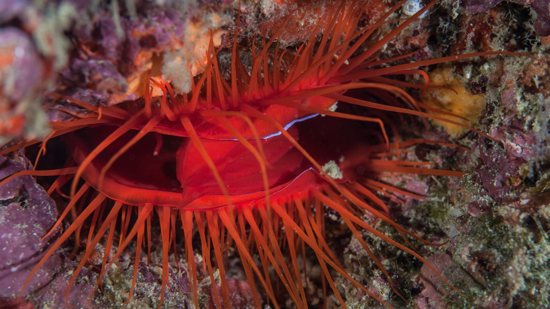 Diskomuschel Spektrum der Wissenschaft