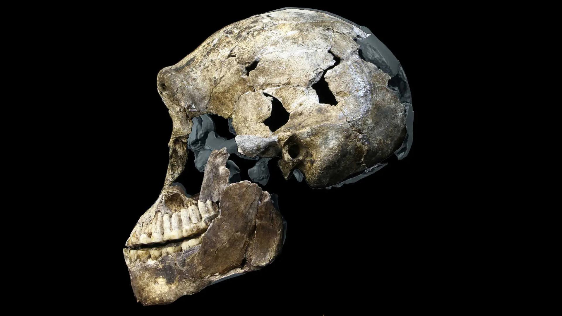 Mysteri-ser-Urmensch-Warum-sind-alle-bekannten-Homo-naledi-weiblich-