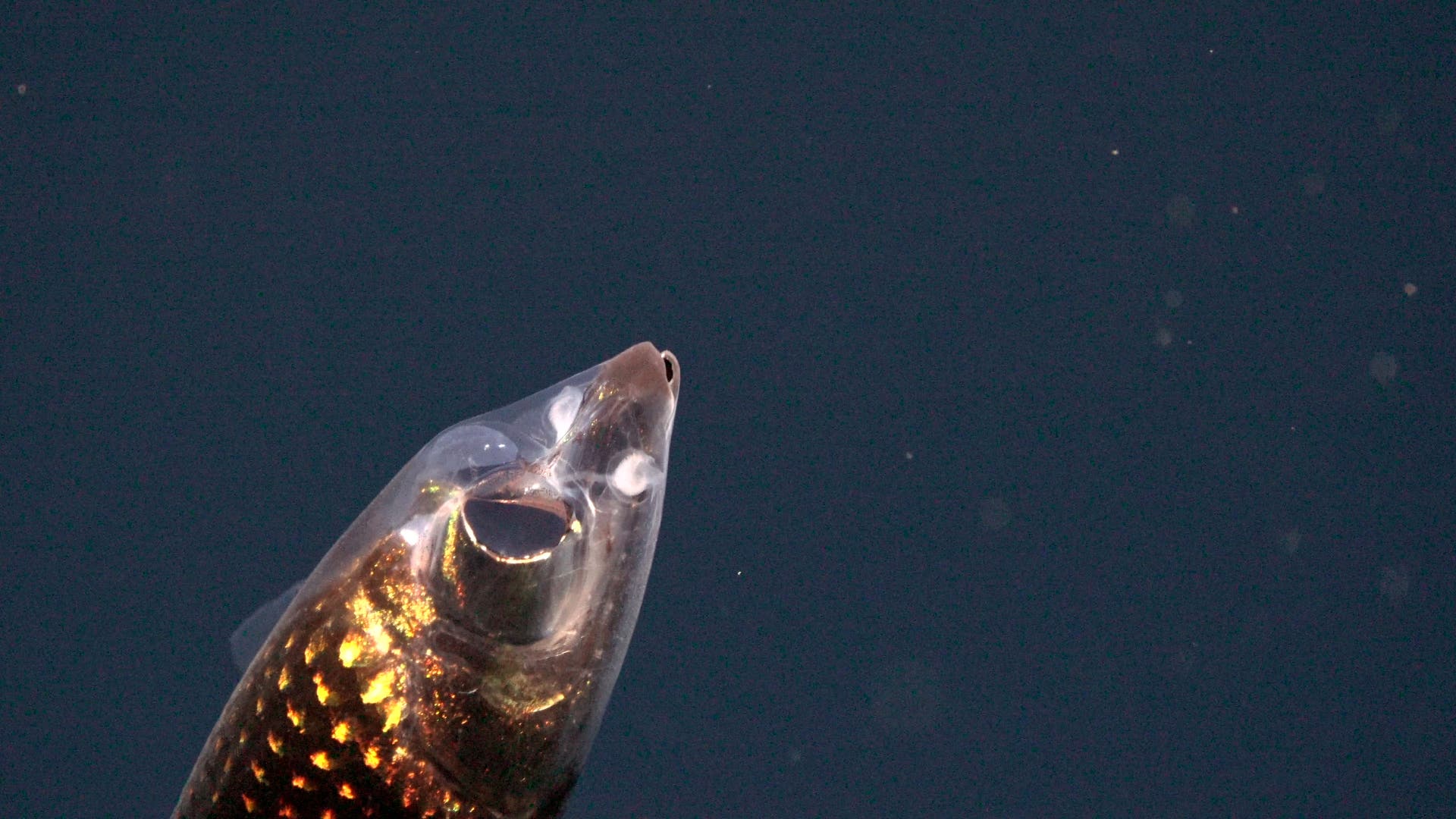 Tiefsee-Erste-Bilder-eines-bizarren-Fischs-gelungen