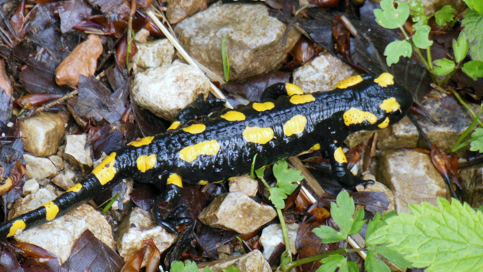 Bedrohte Tierwelt: Salamander-Pilz Tötet Jetzt Auch In Deutschland ...