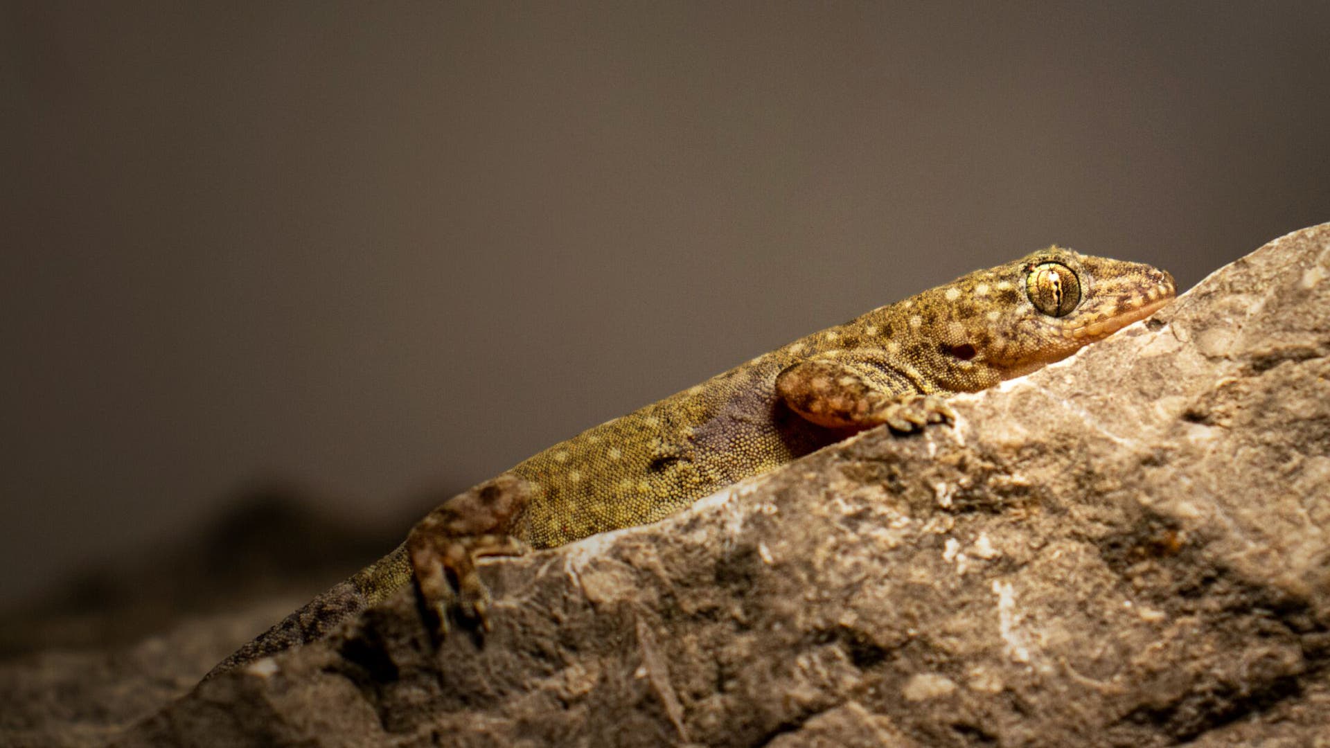 Ein Gecko liegt auf einem Felsen und blickt nach vorne. Die Haut des Geckos ist braun und leicht gemustert, was ihm hilft, sich in die Umgebung einzufügen. Der Hintergrund ist unscharf, wodurch der Fokus auf das Tier gerichtet ist. 