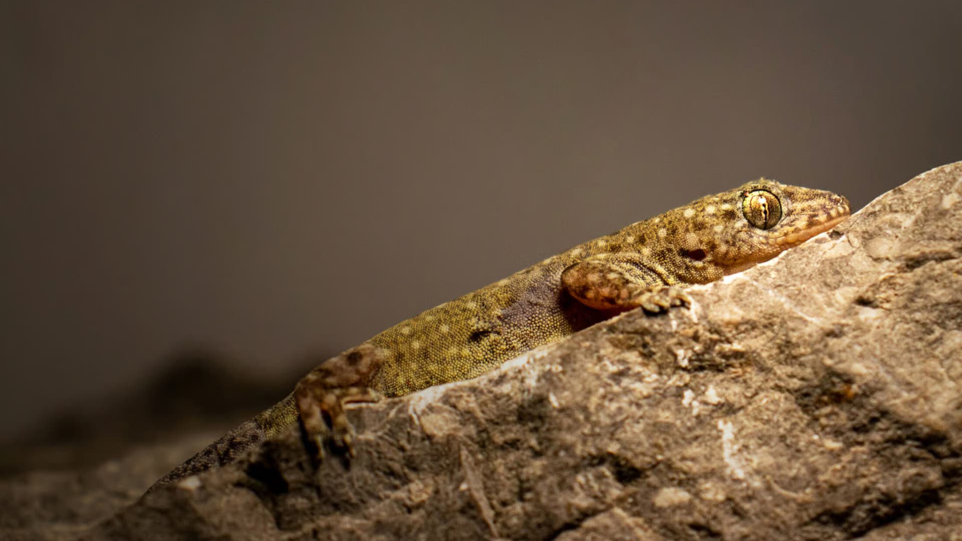 Ein Gecko liegt auf einem Felsen und blickt nach vorne. Die Haut des Geckos ist braun und leicht gemustert, was ihm hilft, sich in die Umgebung einzufügen. Der Hintergrund ist unscharf, wodurch der Fokus auf das Tier gerichtet ist. 