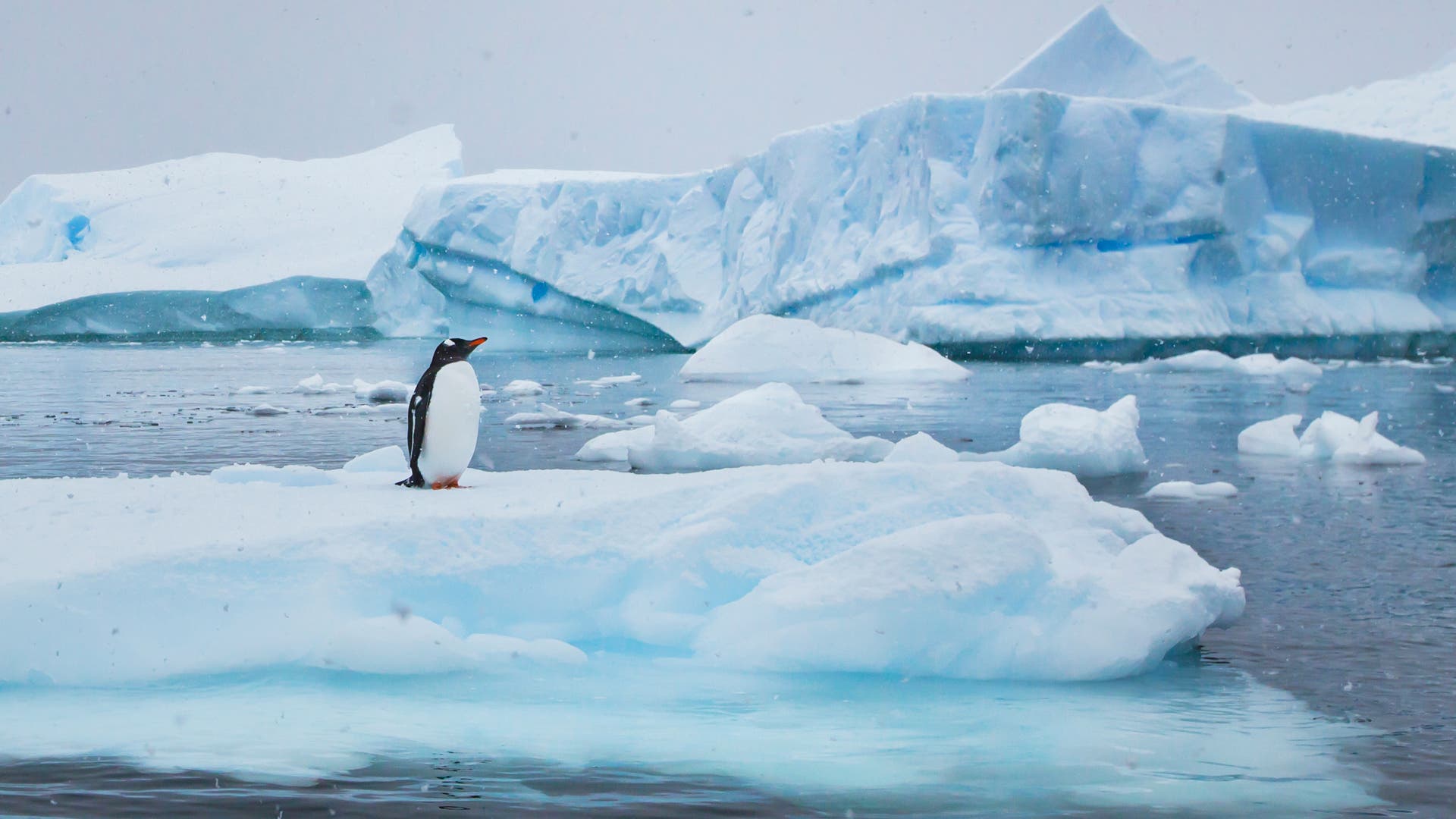 Ein-kaiserlicher-Aussteiger-Pinguindi-t-mit-Amundsen