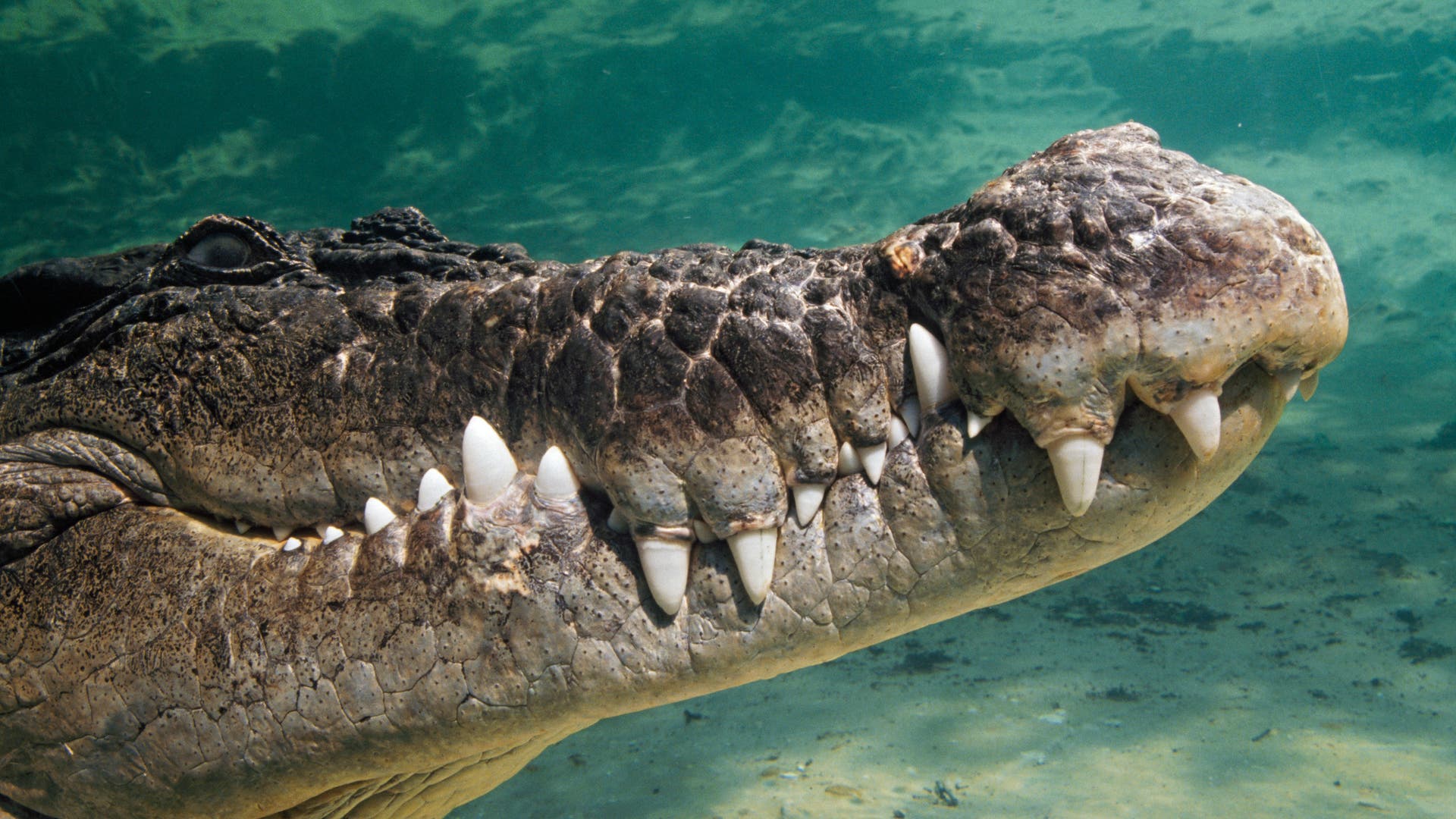 Verhalten-Wenn-Krokodile-auf-gro-e-Reisen-gehen