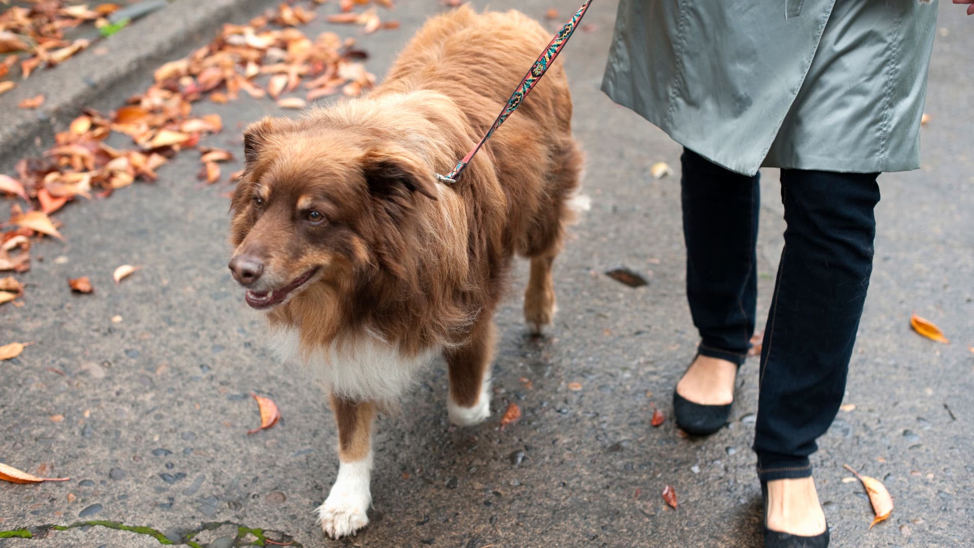 Hundehaltung-Unf-lle-beim-Gassigehen-kosten-Millionensummen