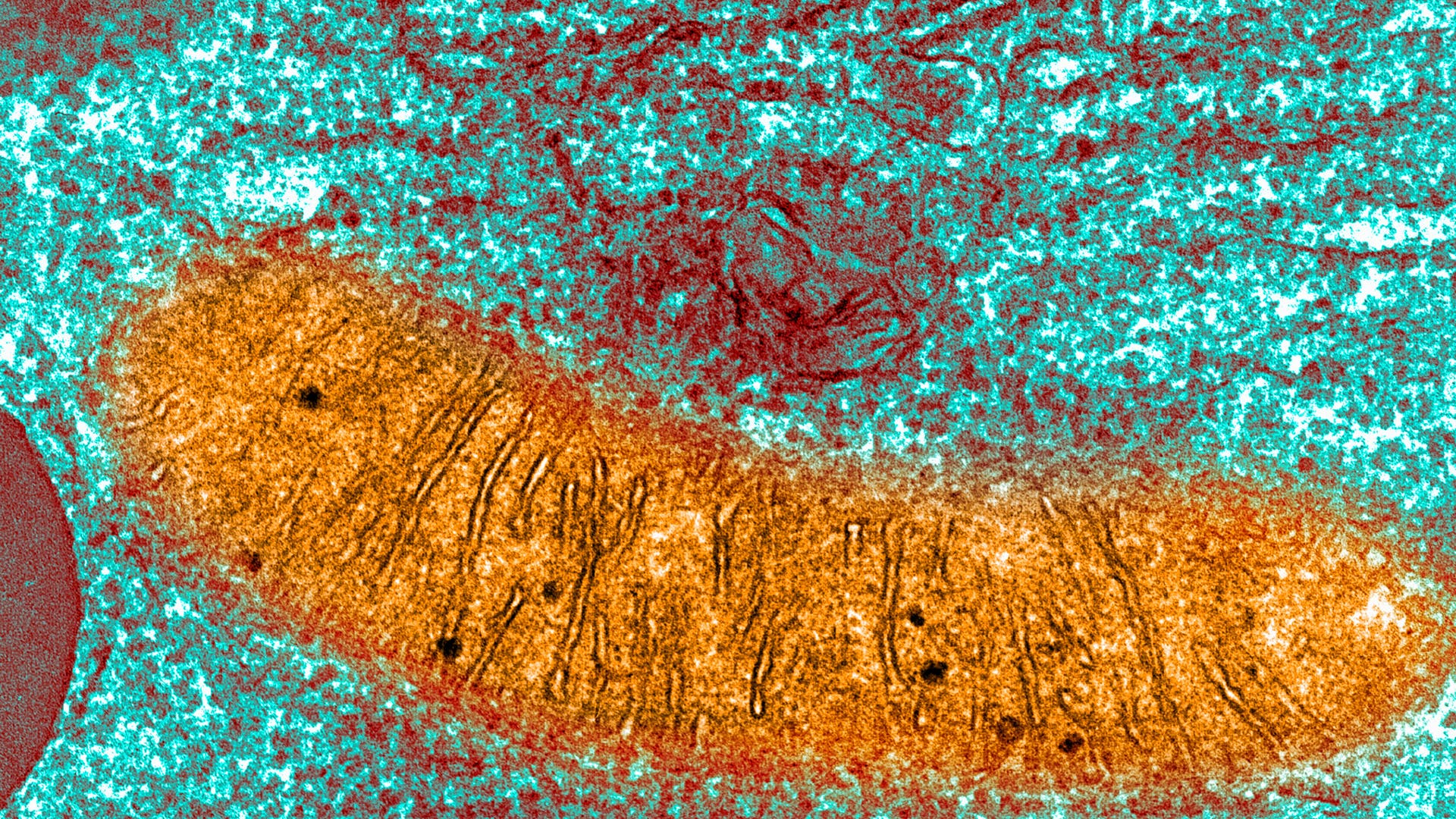 Weltraumforschung-Ein-Trip-ins-Weltall-beeintr-chtigt-Mitochondrien