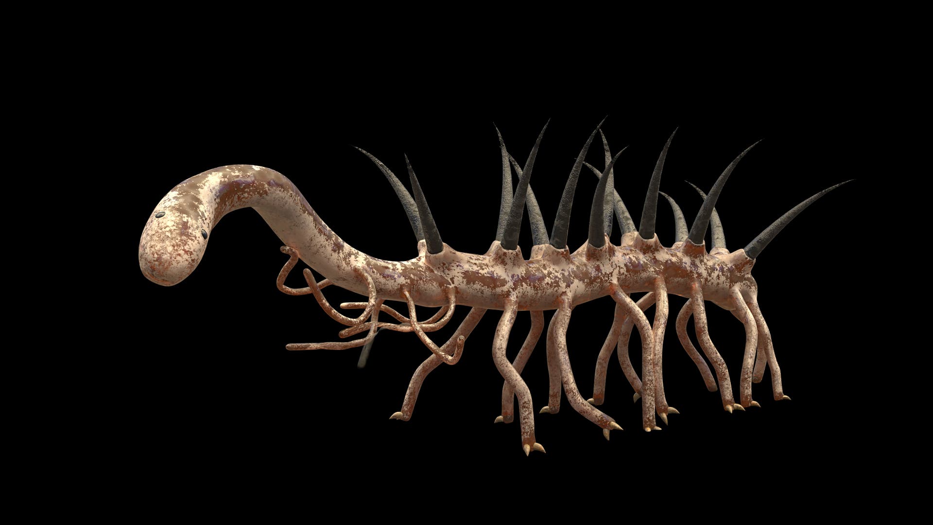 Kambrium-Was-fra-dieses-bizarre-Tier-