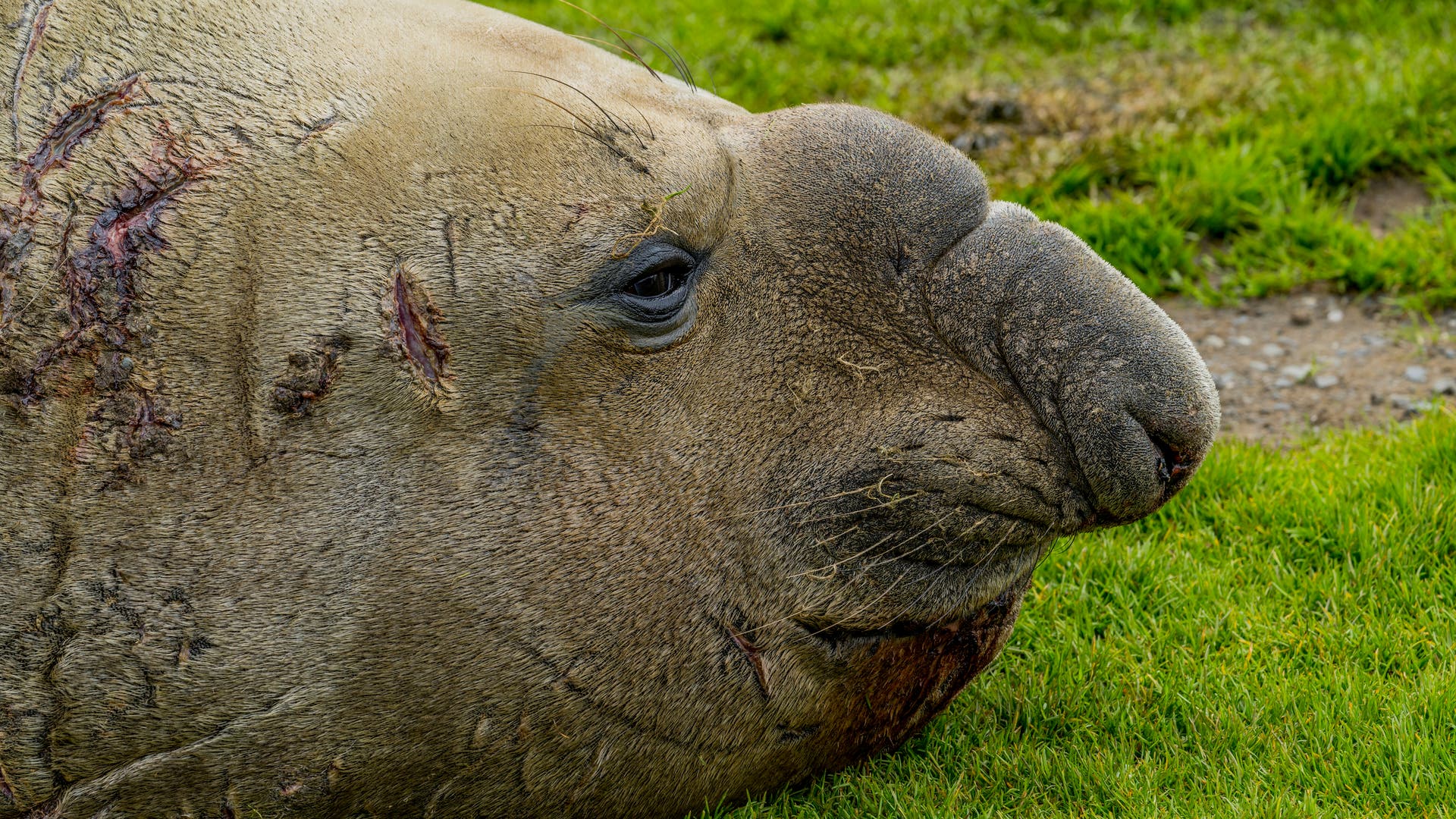 Ber-hmter-Seeelefant-Warum-Neil-the-Seal-in-Tasmanien-f-r-Chaos-sorgt
