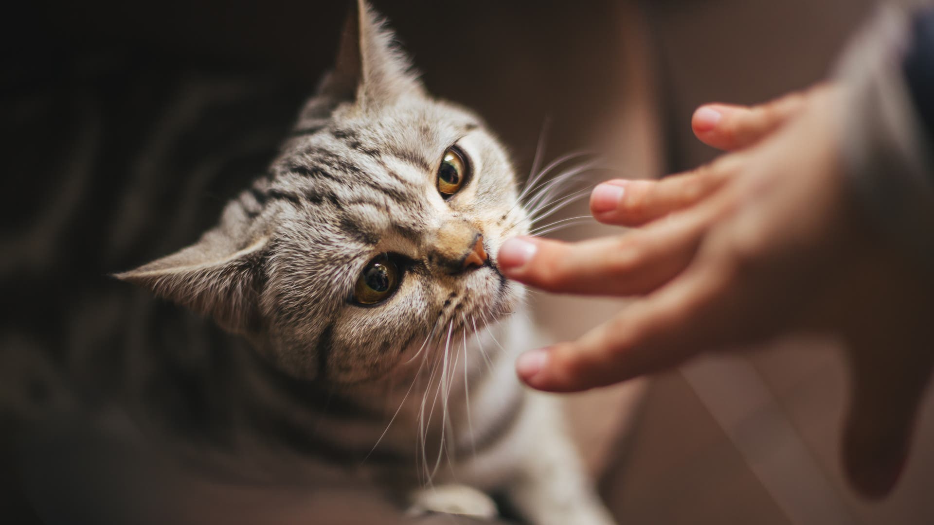 Haustiere-Katzen-erkennen-ihren-Besitzer-am-Geruch