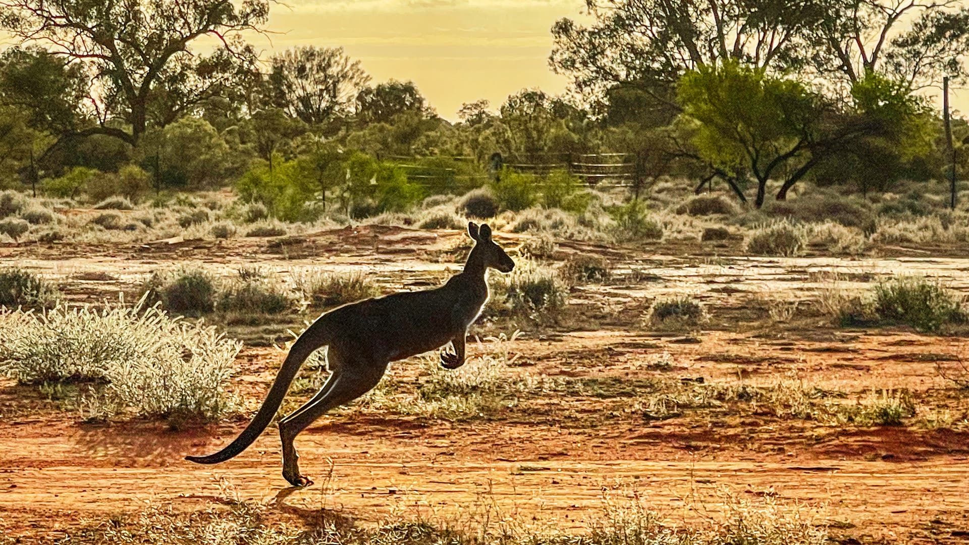 S-ugetiere-Machten-ausgestorbene-Riesenk-ngurus-auch-Riesenspr-nge-