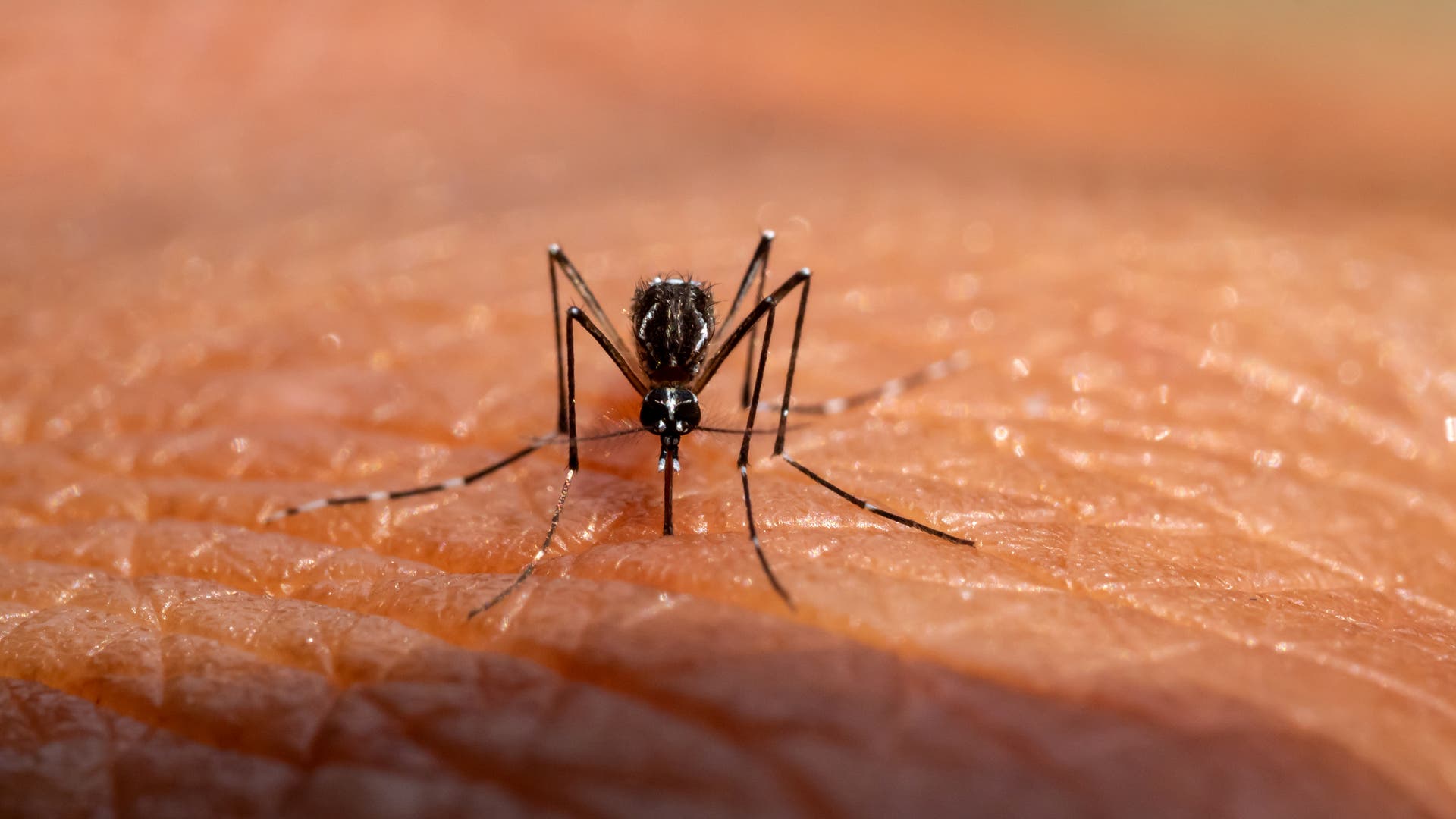 Nekrobotik-R-ssel-toter-M-cken-liefern-ultrafeine-3D-Druckd-sen