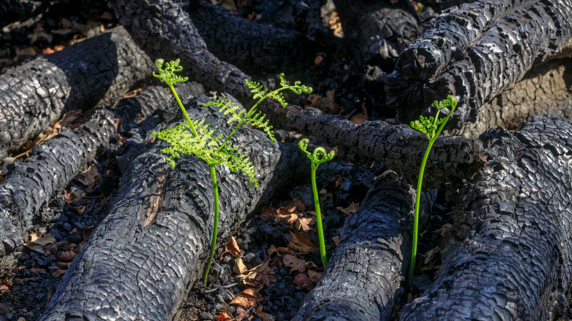 Klimawandel-Farne-eroberten-die-Welt-nach-uraltem-Hitzeschock