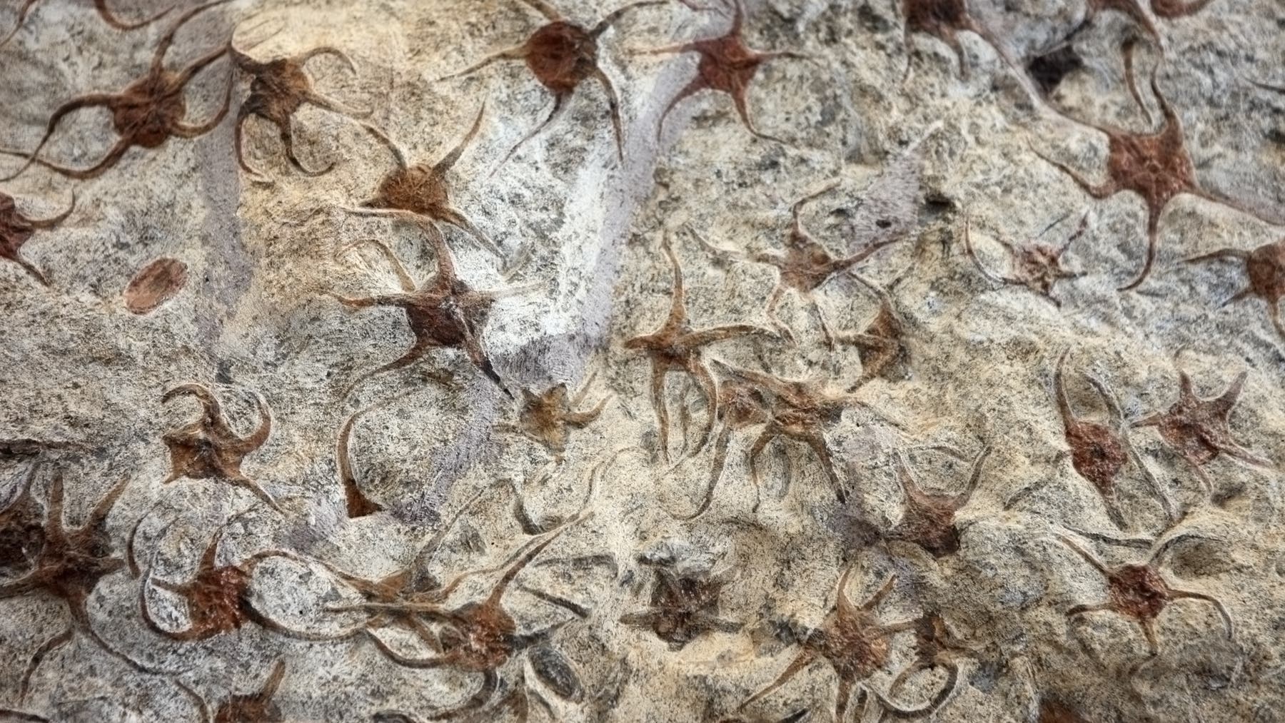 pal-ontologie-das-zeitalter-der-fische-begann-mit-einem-massenaussterben