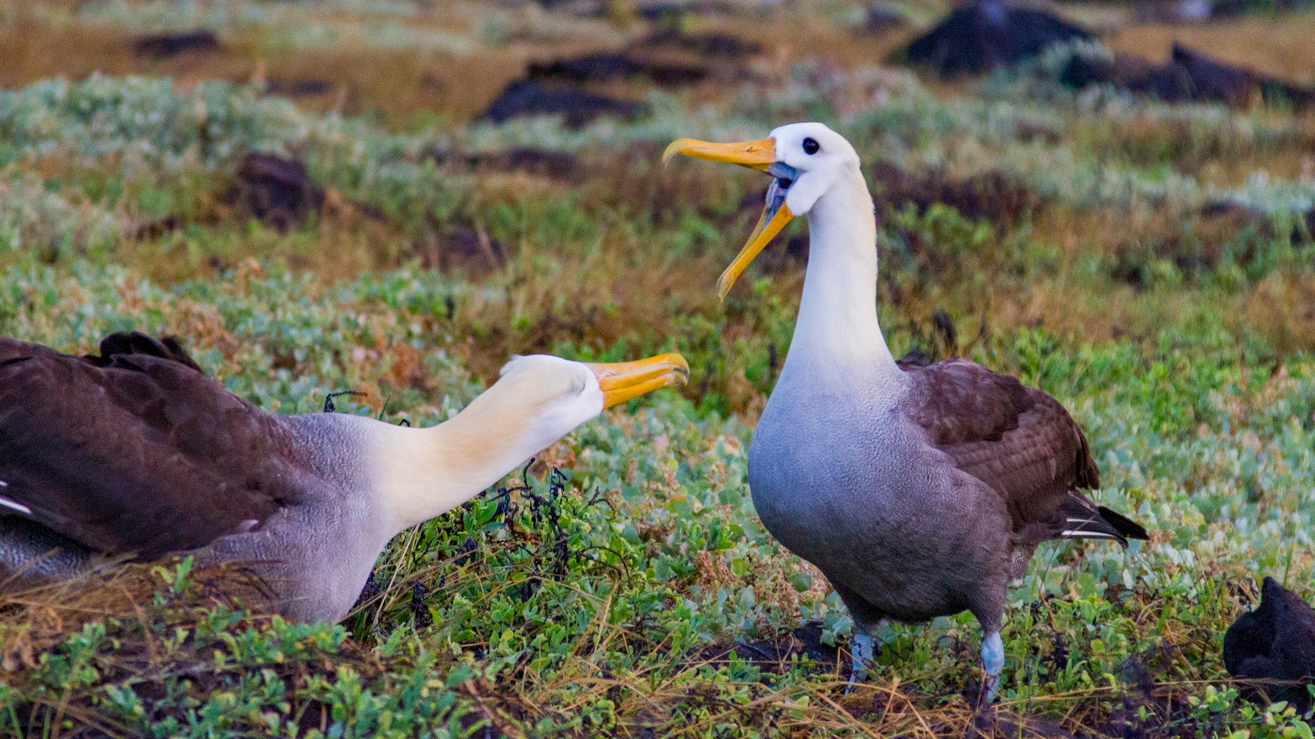 Zwei Albatrosse stehen auf einer grasbewachsenen Fläche. Der linke Vogel beugt sich nach vorne, während der rechte Vogel aufrecht steht und den Schnabel geöffnet hat. Die Umgebung ist von niedriger Vegetation und vereinzelten dunklen Steinen geprägt.
