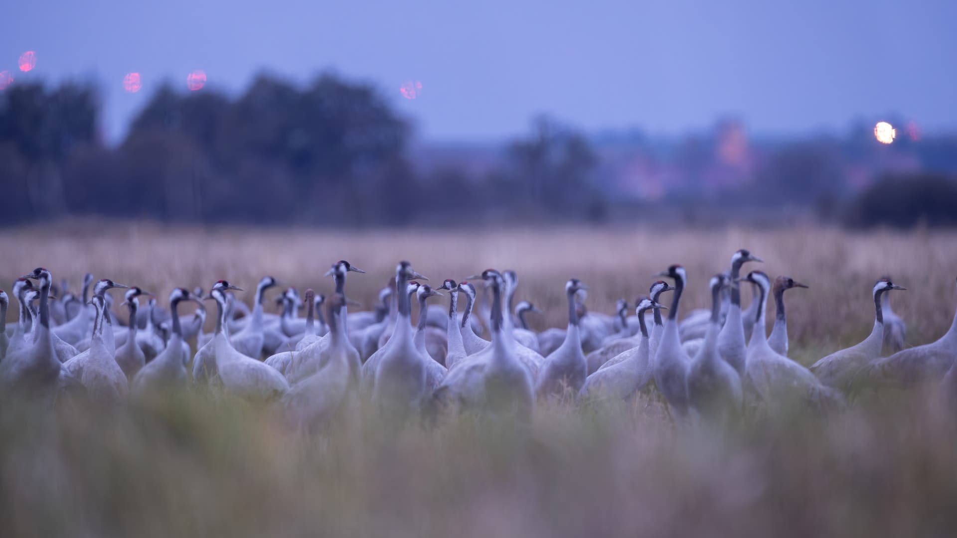 Tierseuche-Vogelgrippe-banger-Blick-auf-zur-ckkehrende-Zugv-gel