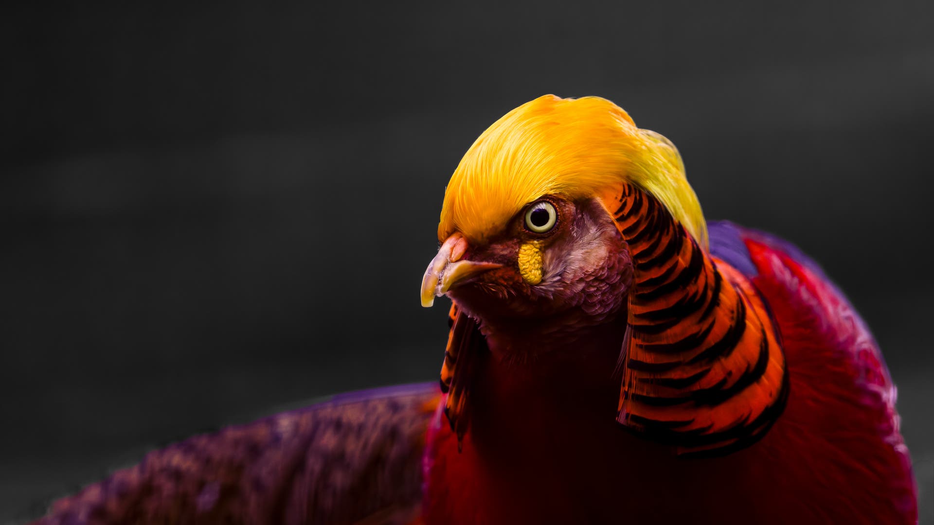 Evolution-Liebe-macht-diesen-Vogel-fast-blind