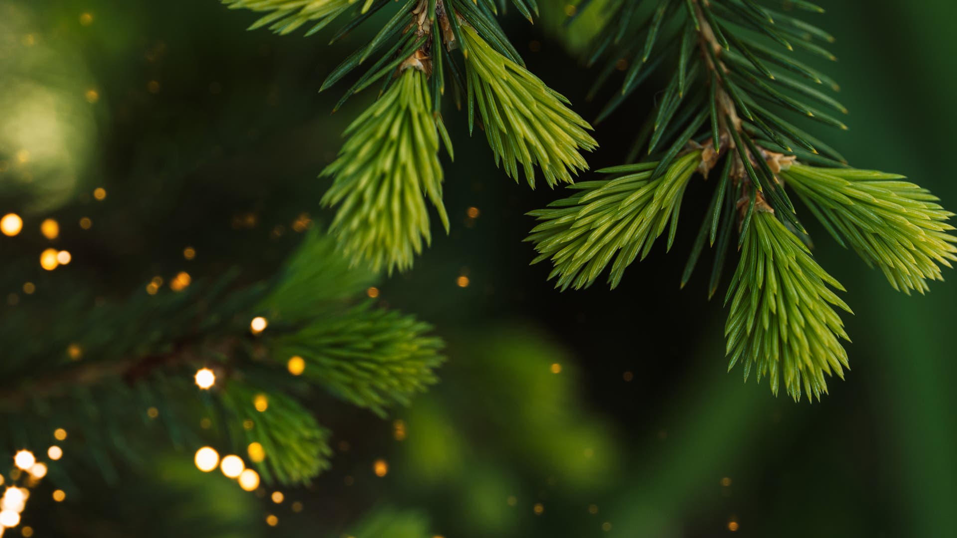 Psyche-und-Immunsystem-Das-Geheimnis-von-Tannenduft