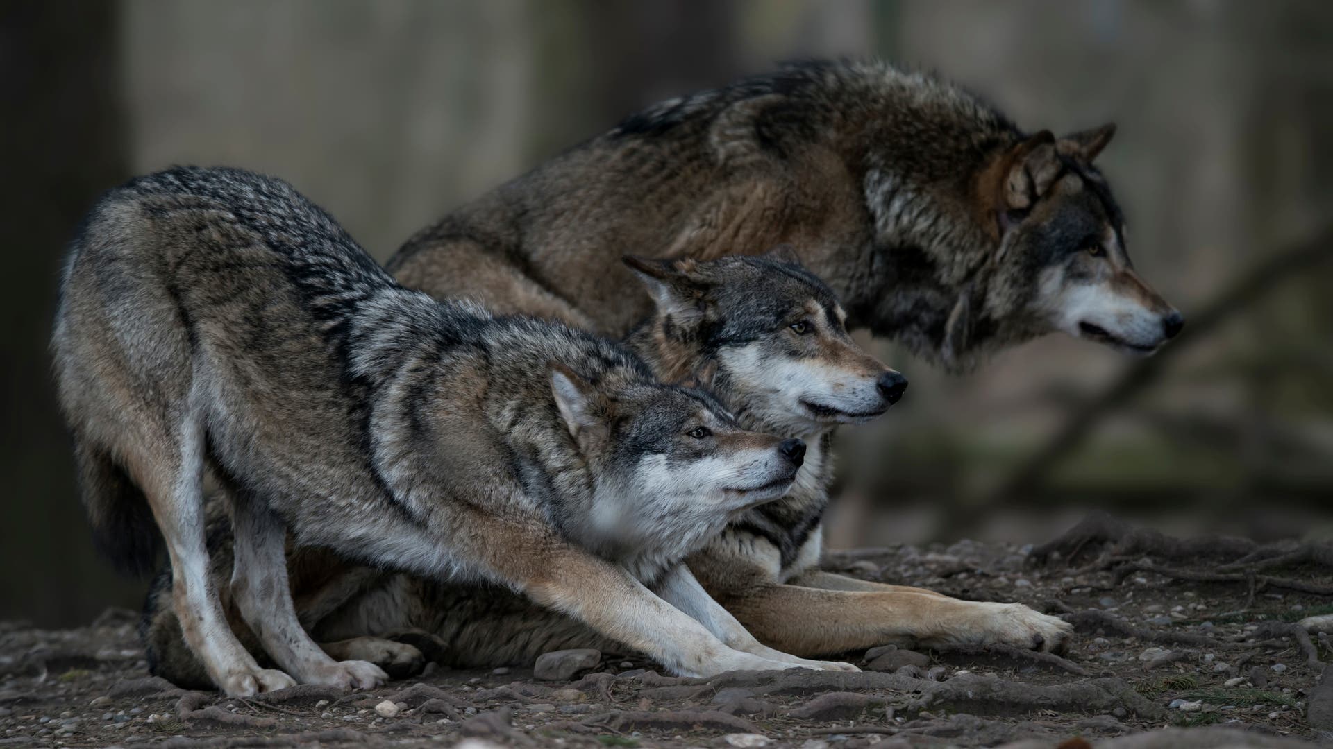 Fund-vor-Schweden-Hielten-sich-Menschen-der-Bronzezeit-zahme-W-lfe-