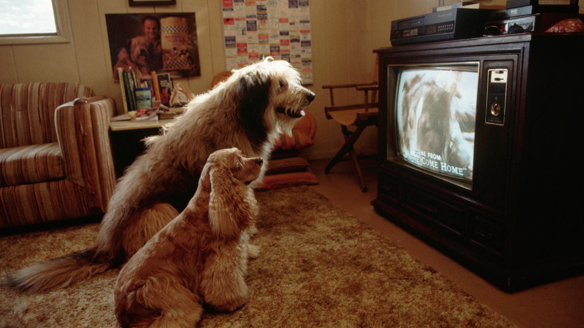 Haustiere-Was-Hunde-gern-im-Fernsehen-gucken