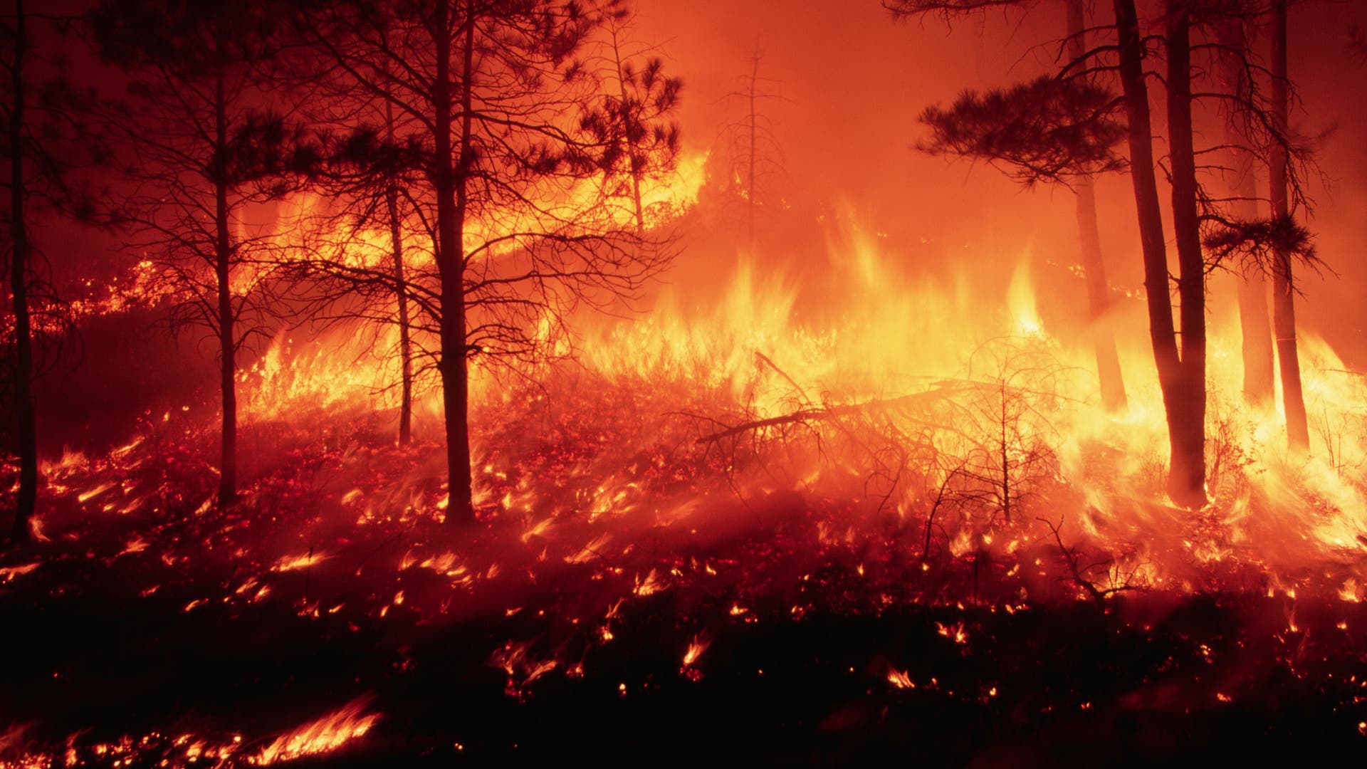Klimawandel-Mehr-Herzprobleme-durch-Waldbr-nde