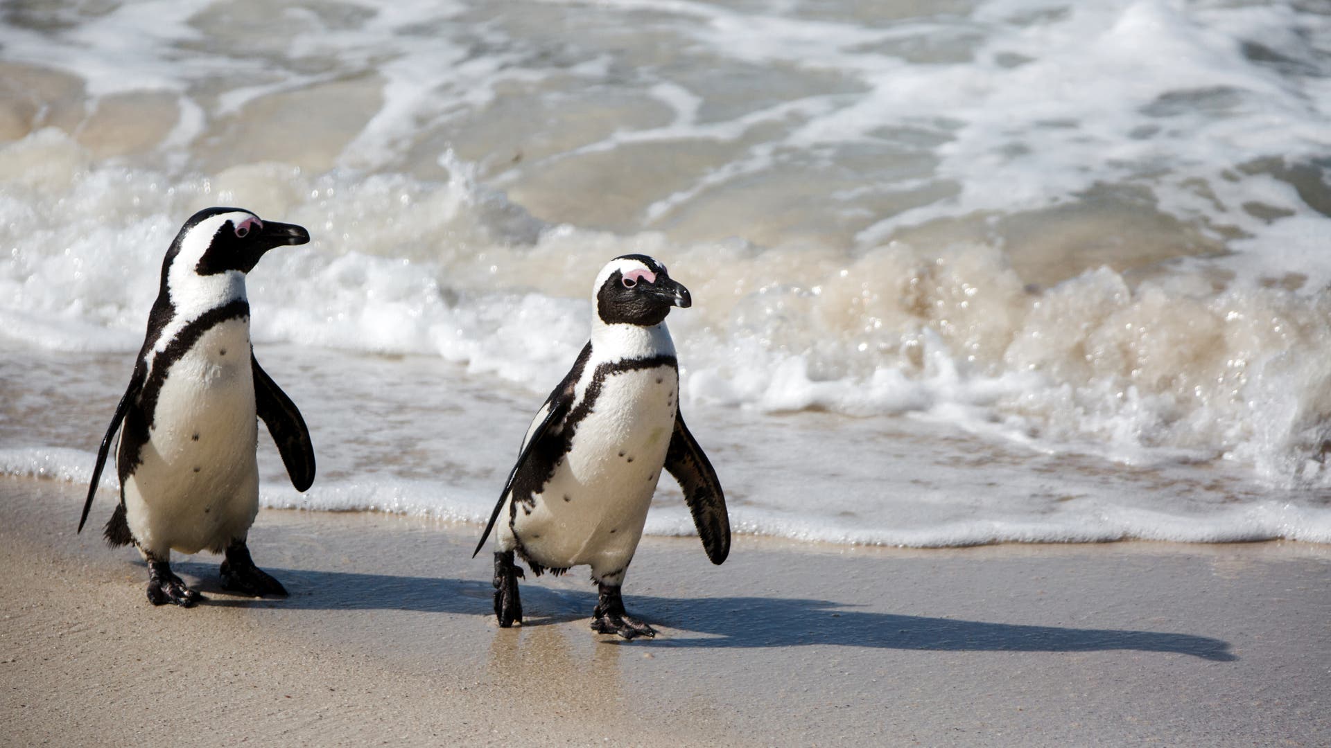 Artensterben-Brillenpinguine-verhungerten-massenhaft
