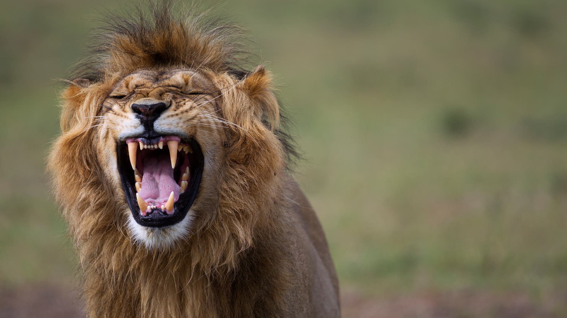 Kupferzeit-Bulgarischer-L-we-zerkaute-jungen-Bulgaren