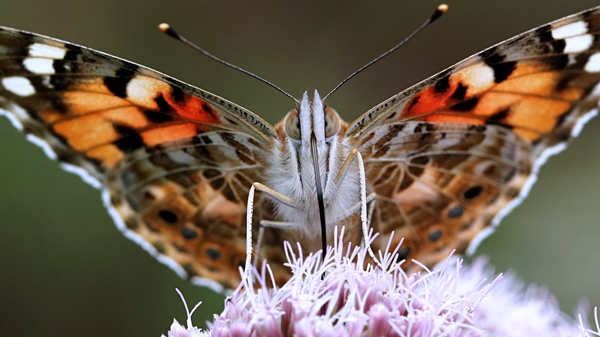 Star-Bugs-die-kleine-Tiere-Kolumne-Kleiner-Falter-auf-gro-er-Reise