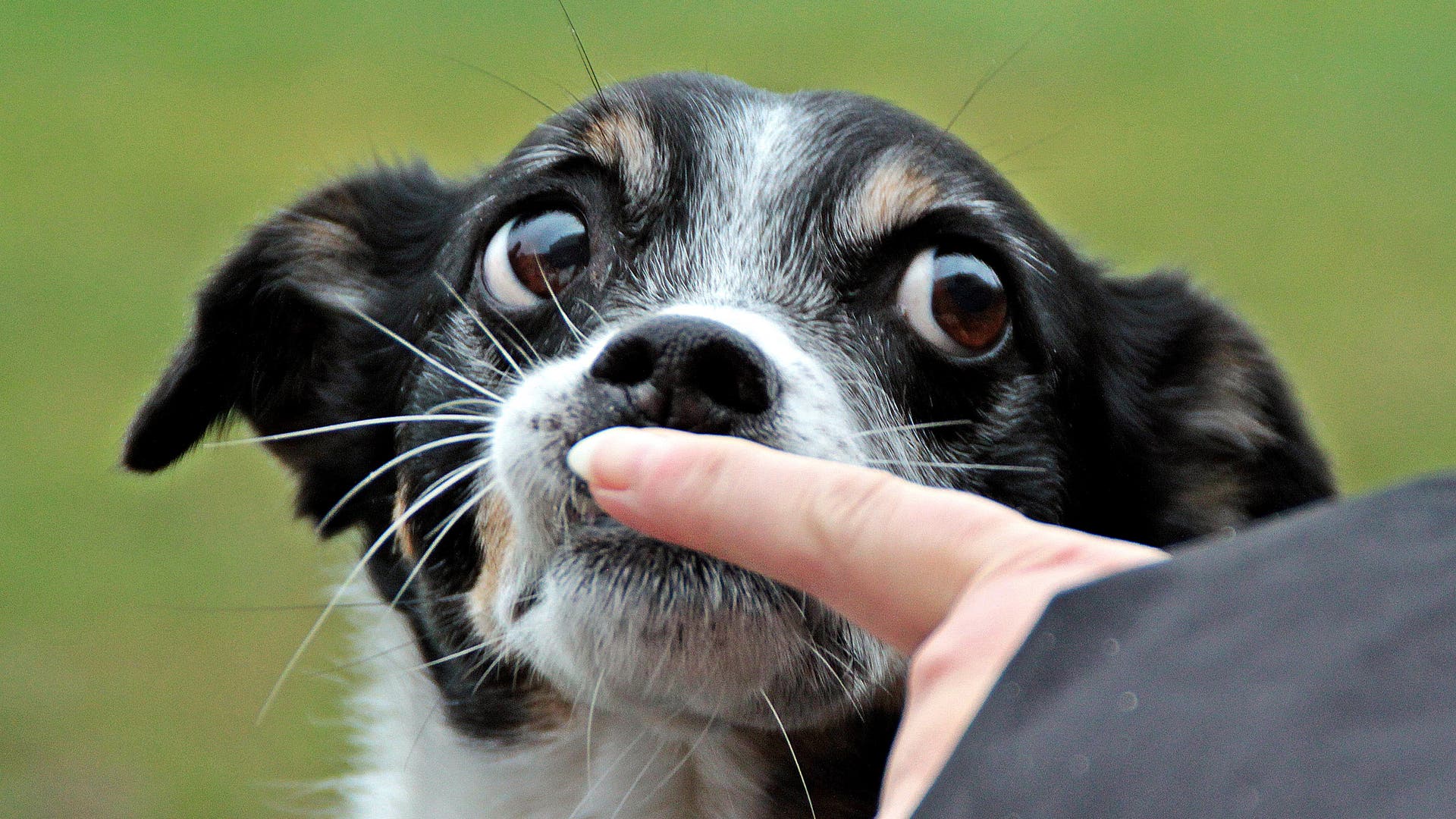 Krebs-Pessimistische-Hunde-k-nnen-Krebs-besser-riechen