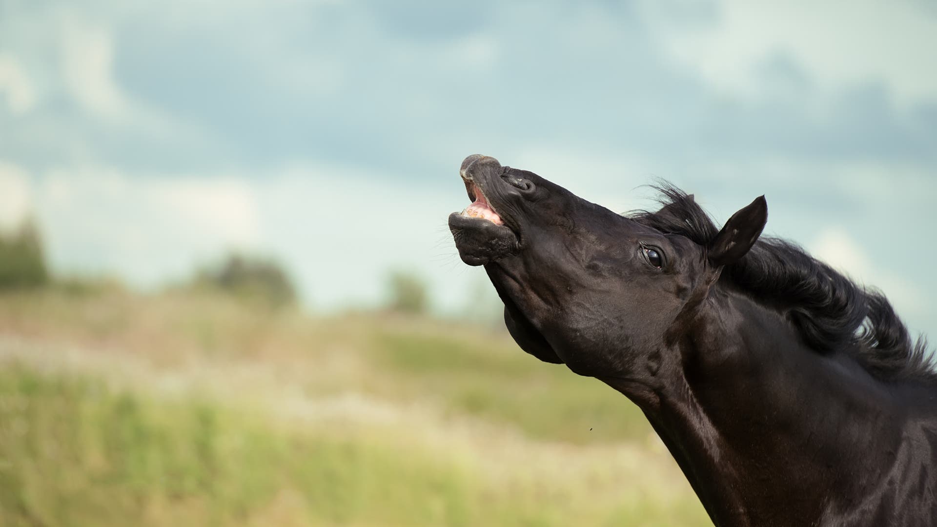 Freistetters-Formelwelt-Das-Arbeitspferd-der-Mathematik