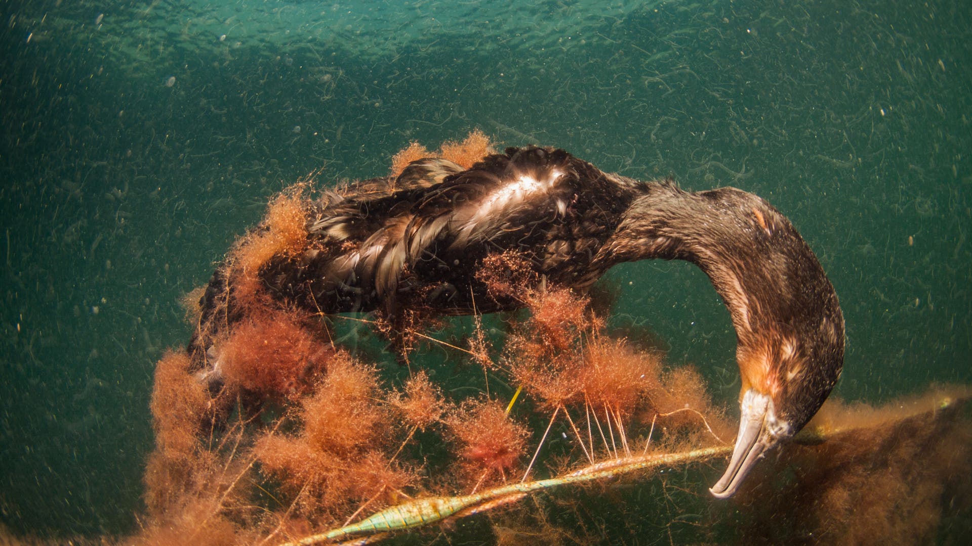 Vissen: spooknetten als dodelijke val voor zeedieren