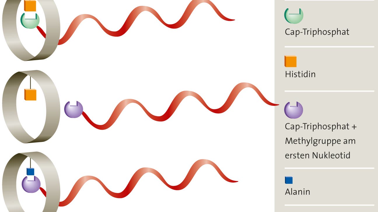 Detektion von RNA-Viren durch das Immunsystem - Spektrum der Wissenschaft
