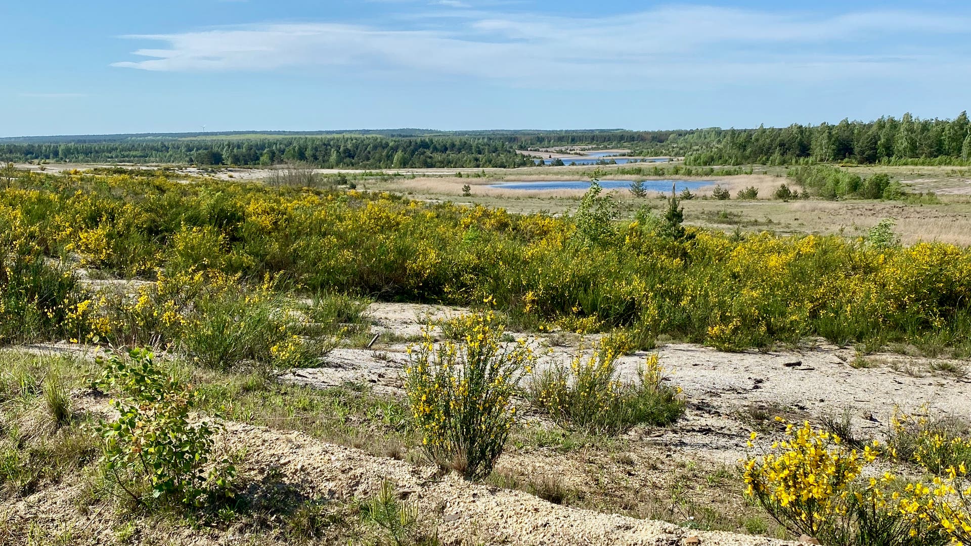 Eine sandige Landschaft mit gelben Besenginster