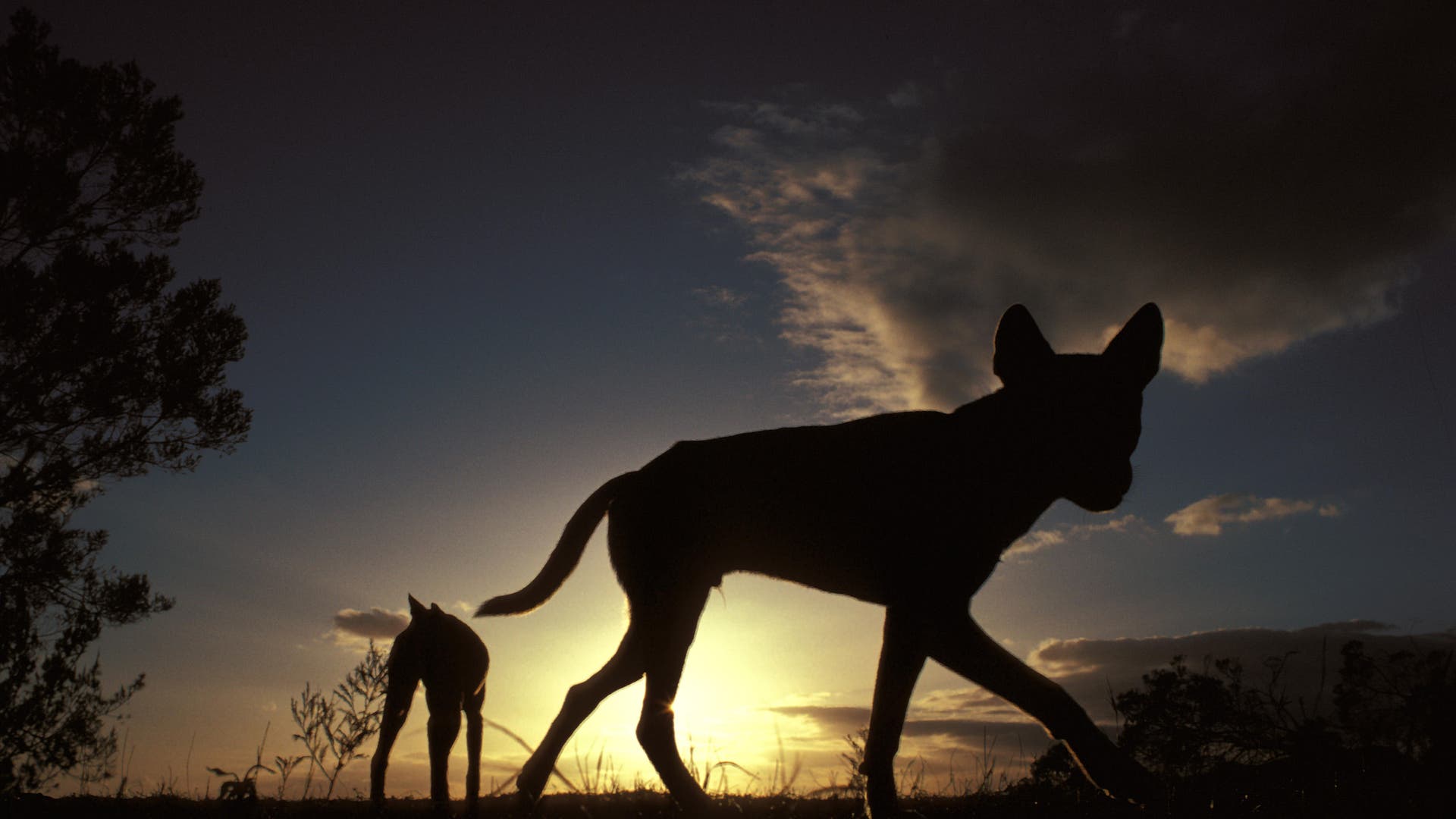 Australien: Der mysteriöse Dingo - Spektrum der Wissenschaft